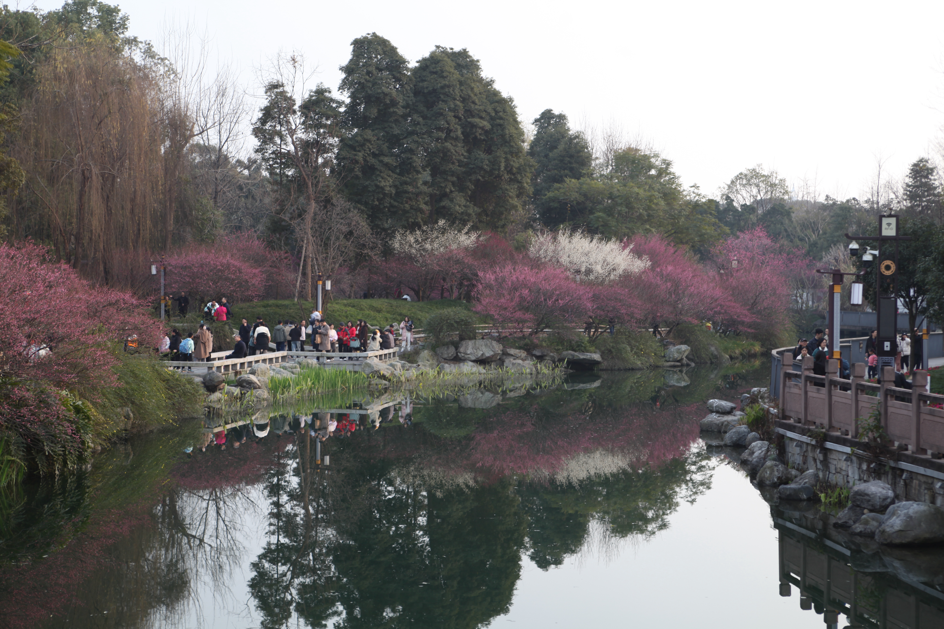 南雄樱花公园图片