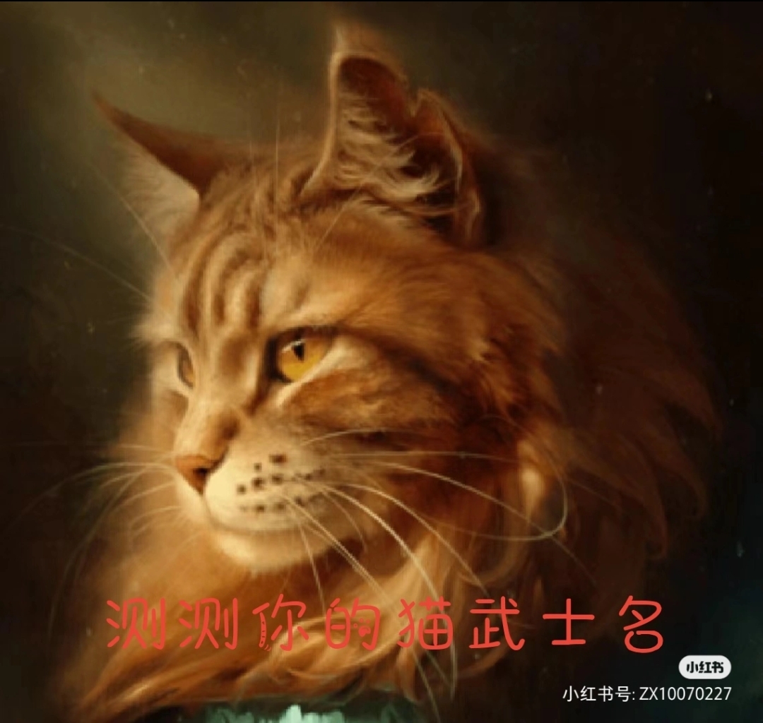 测测你的猫武士名字图片