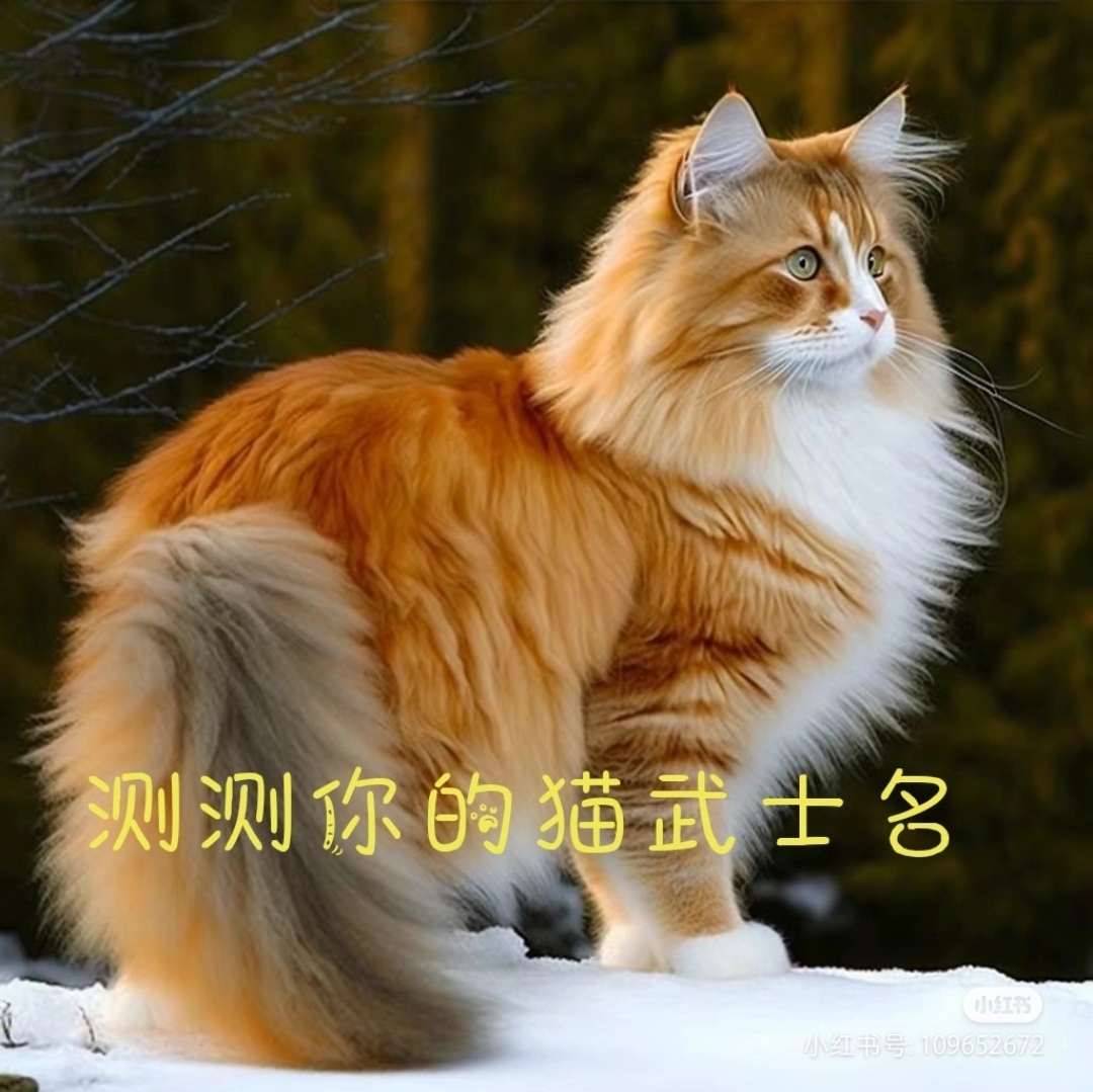 测测你的猫武士名字图片