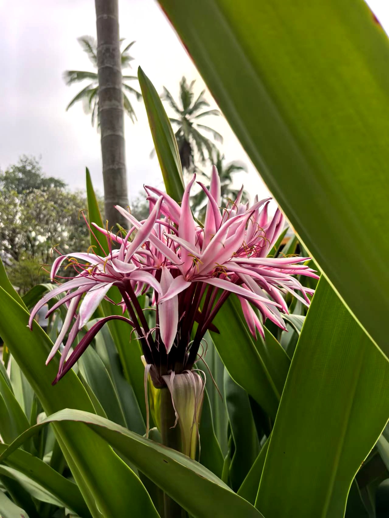 西双版纳景洪市花卉园,美丽的各种花图片