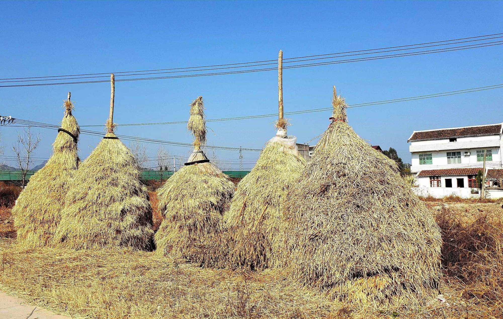 农村稻草堆图片图片