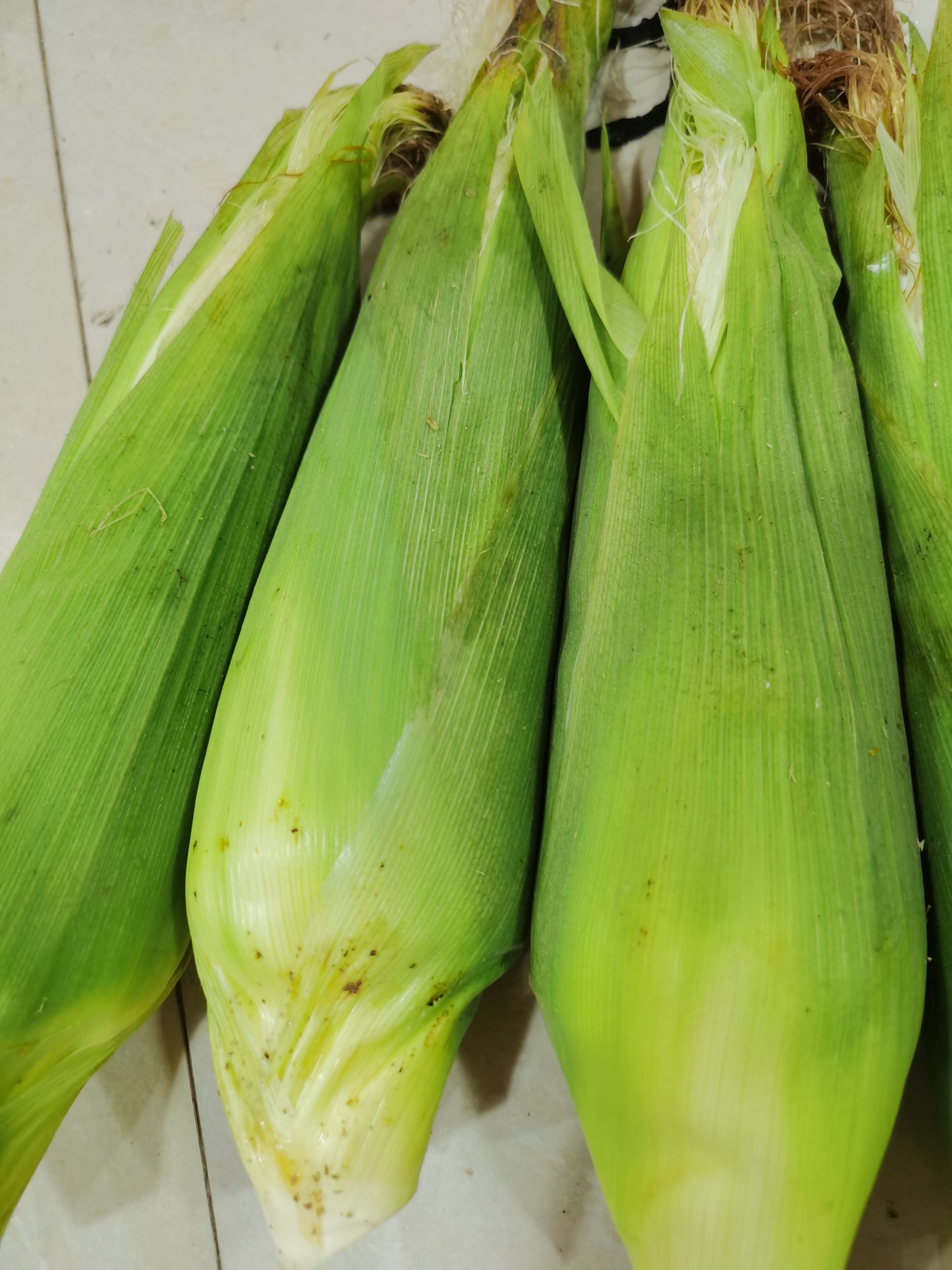 新鲜的玉米棒子来啦!