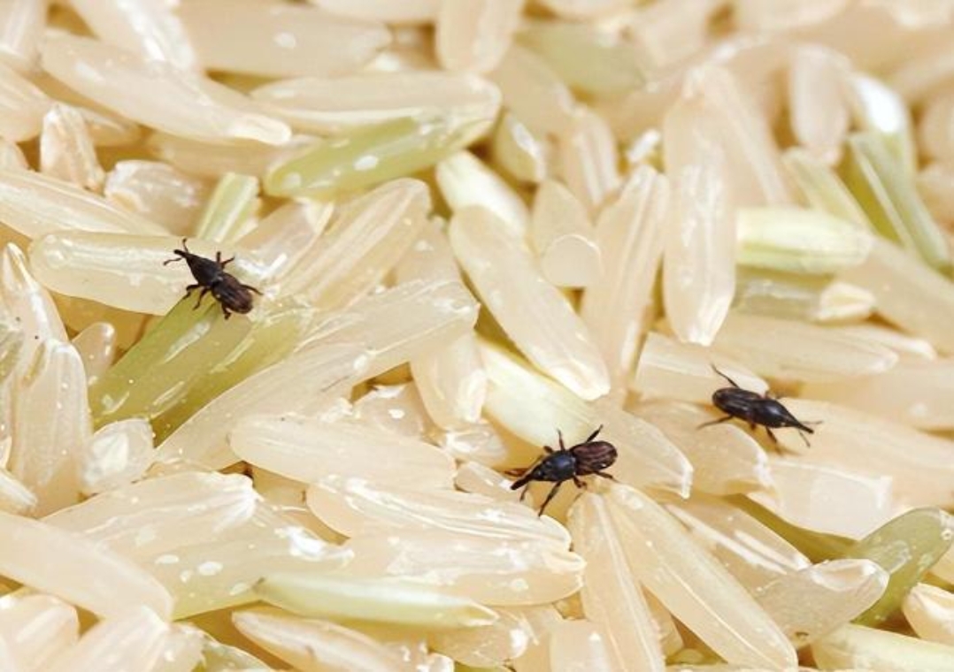 我家的米缸经常下面出现这个虫子,刚倒进去的米蛮好的,一点杂虫都没有