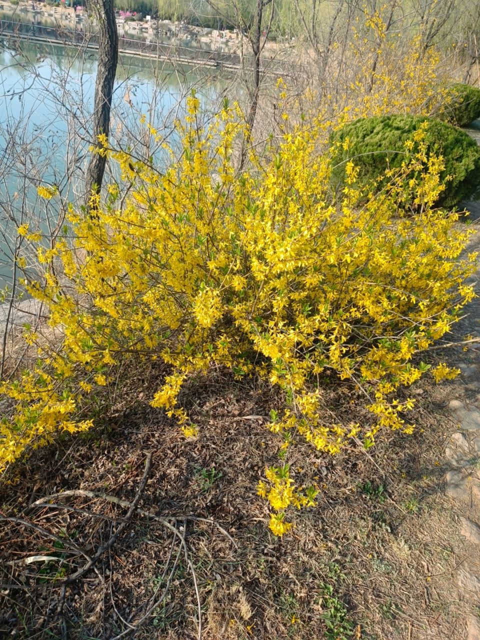 春天,青州云门湖边盛开的连翘花