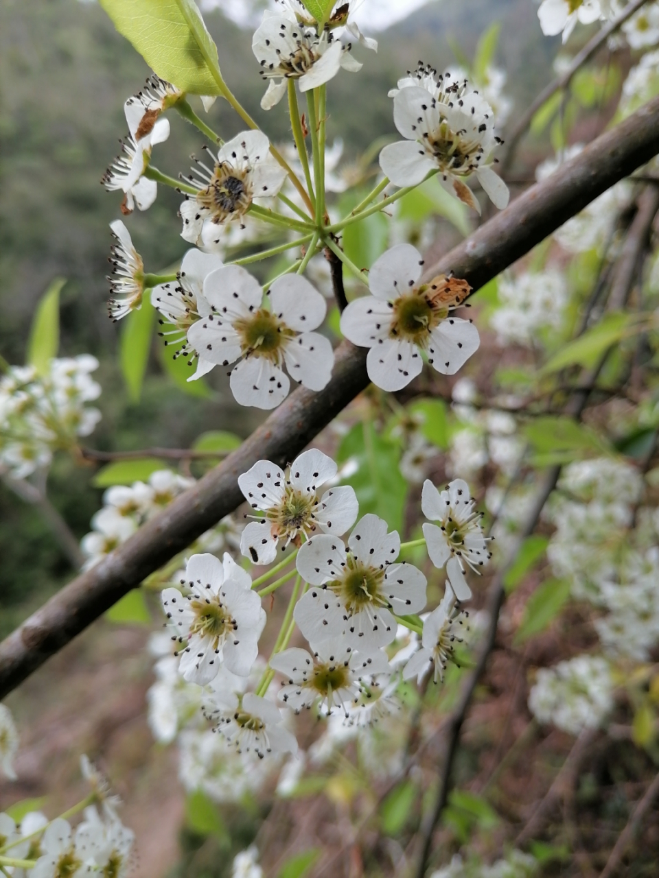 山上野生的白色的花图片