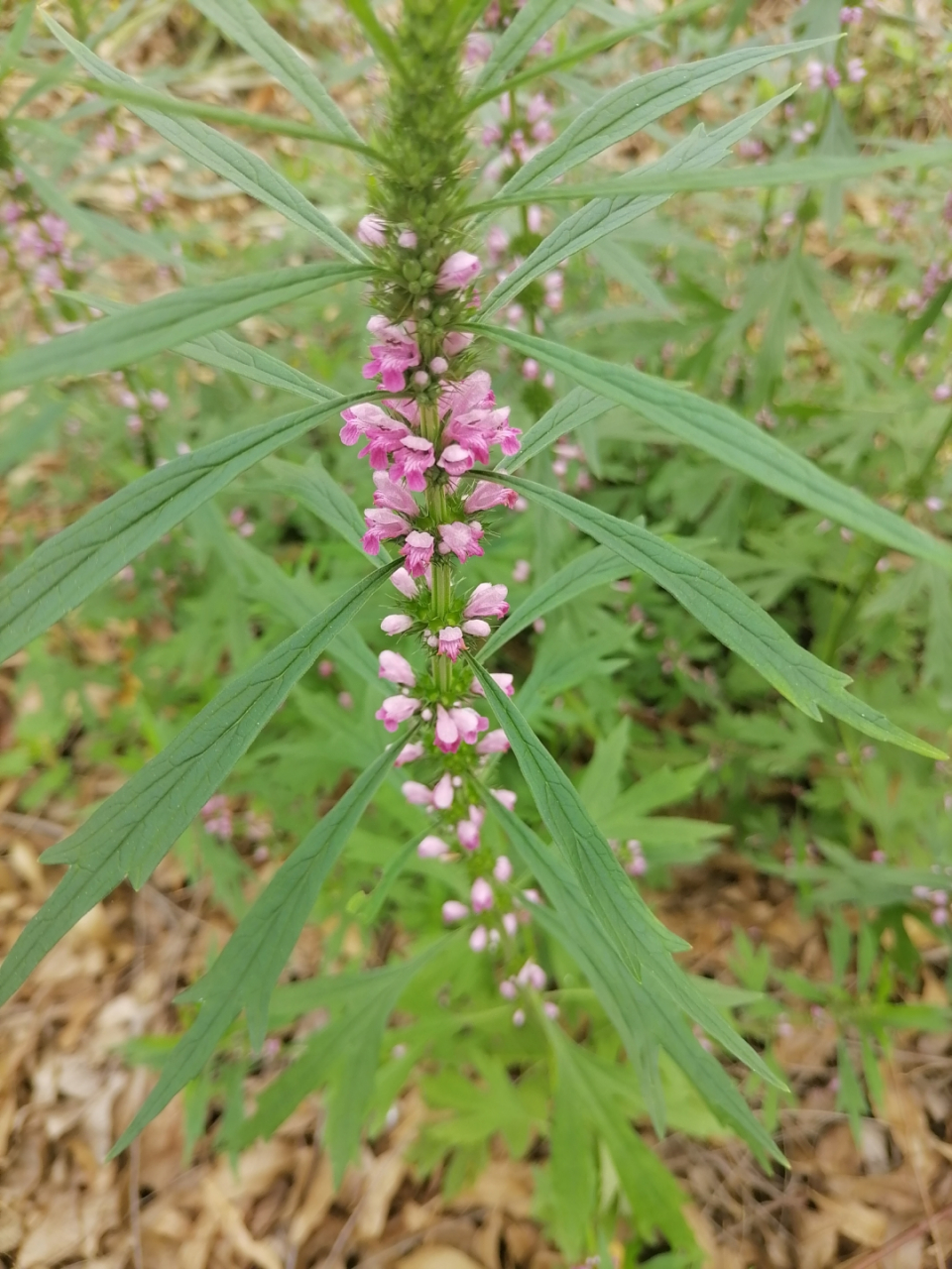 野生红花益母草!