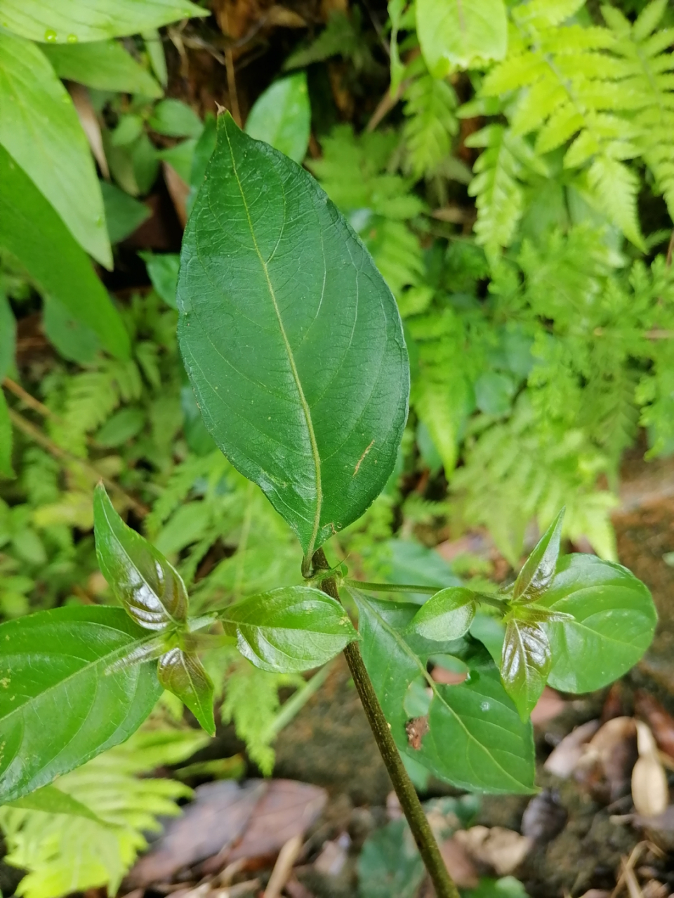 玉叶金花.