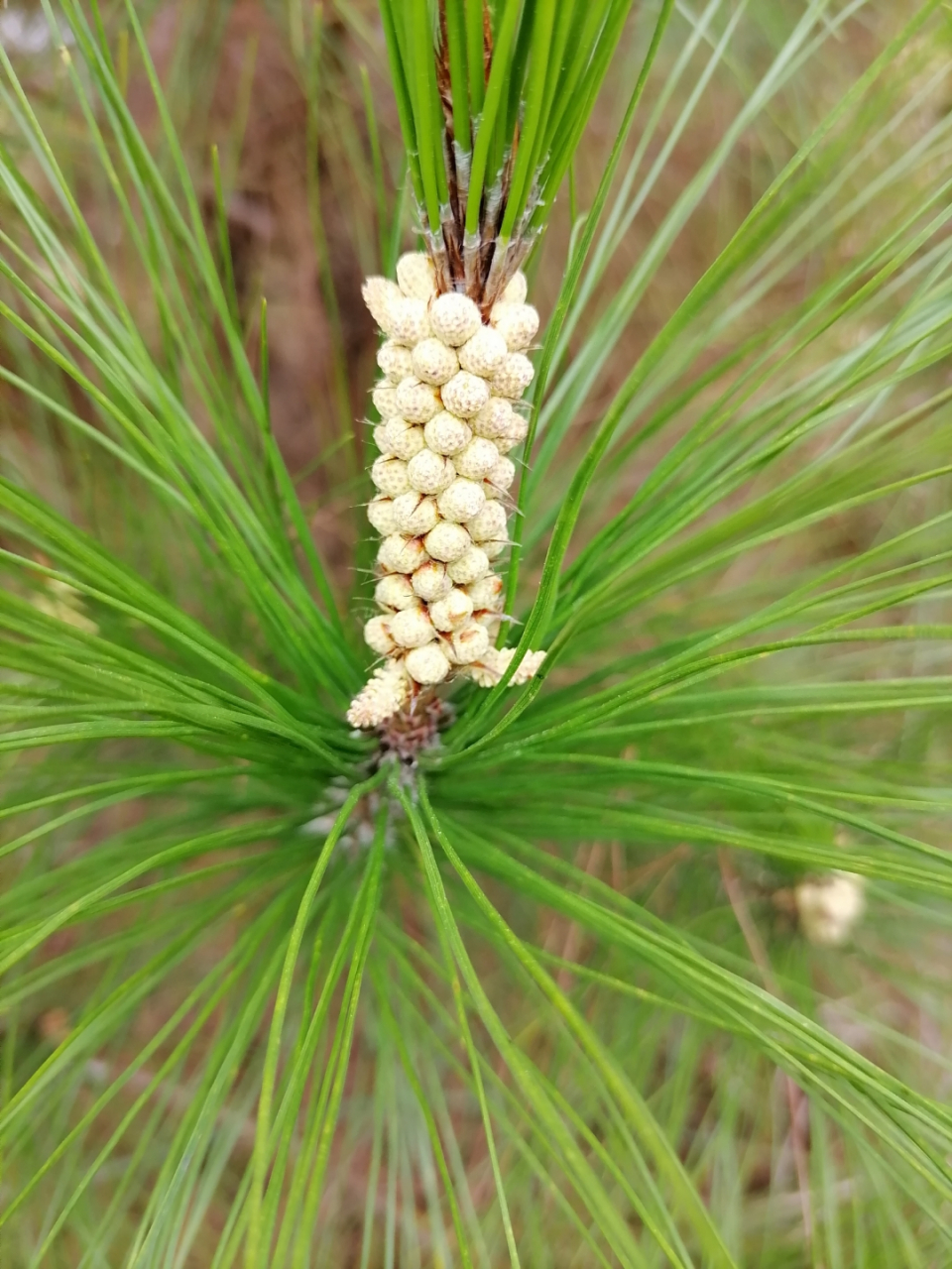 这根奇特的松针,犹如一支白色的精灵之箭🏹,它那独特的颜色和形状让