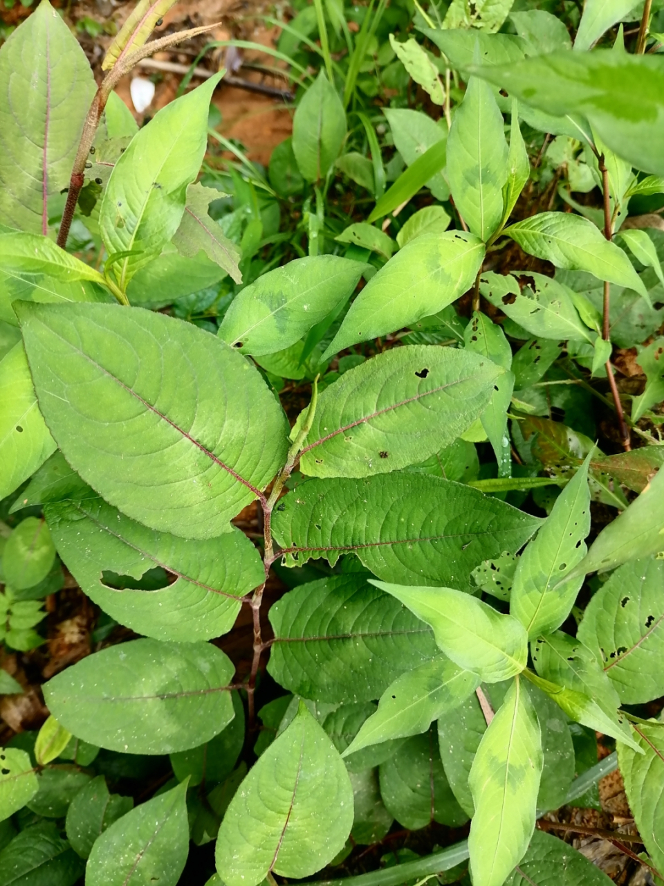 火炭母.#身边的植物