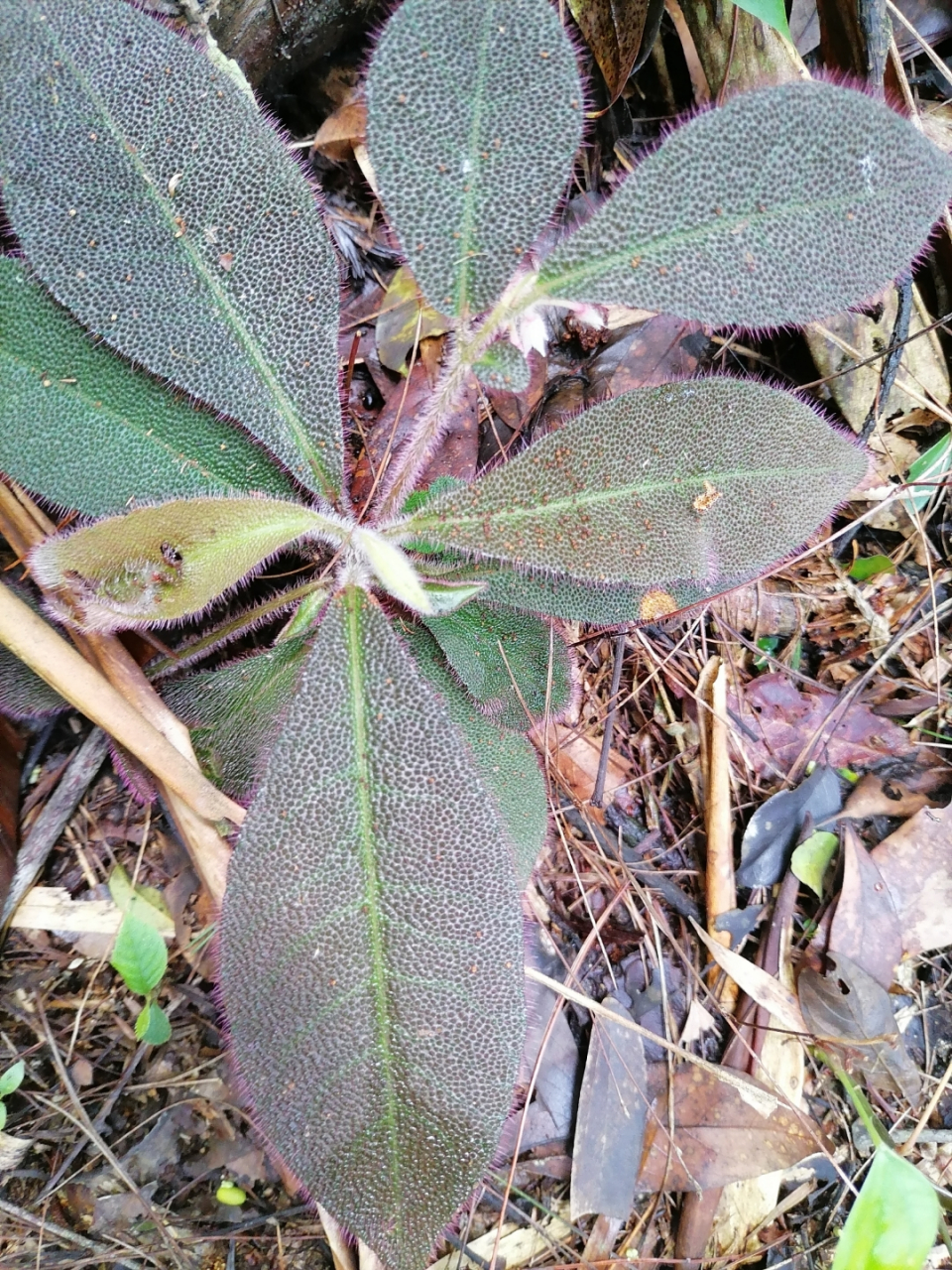 不能摸的植物图片图片