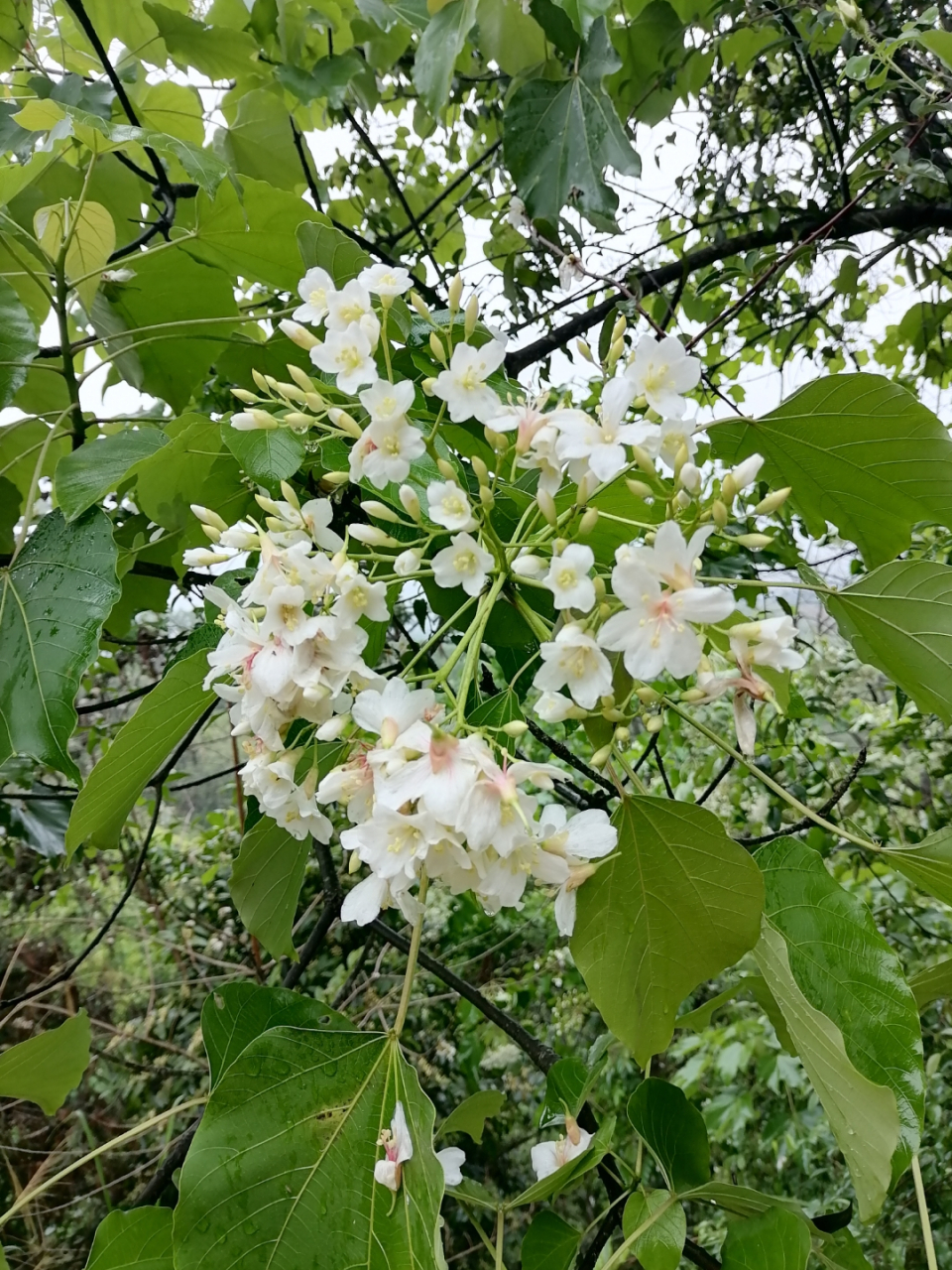 每当此时,我总会想起家乡那片桐油树林,花香四溢,蜜蜂嗡嗡.