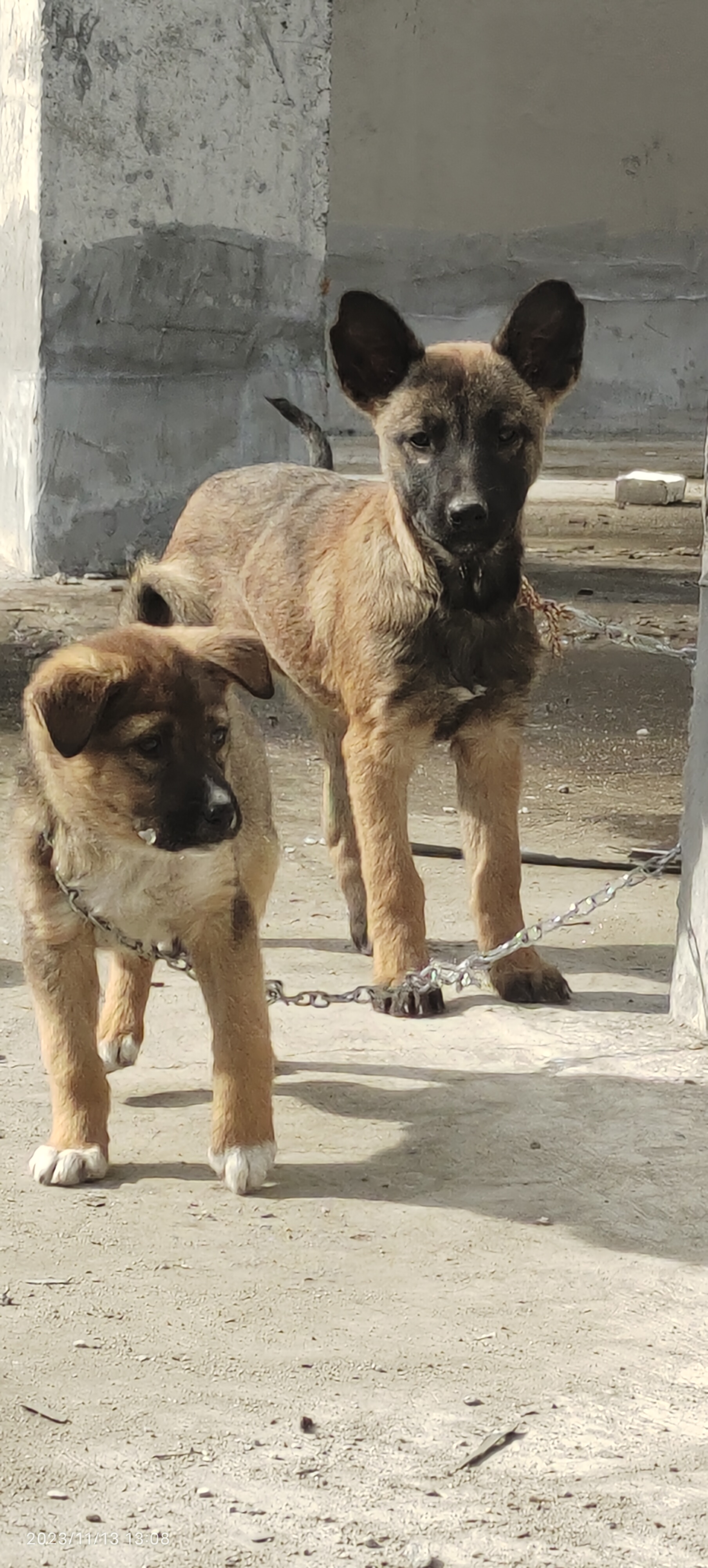 三个月马犬图片有多大图片