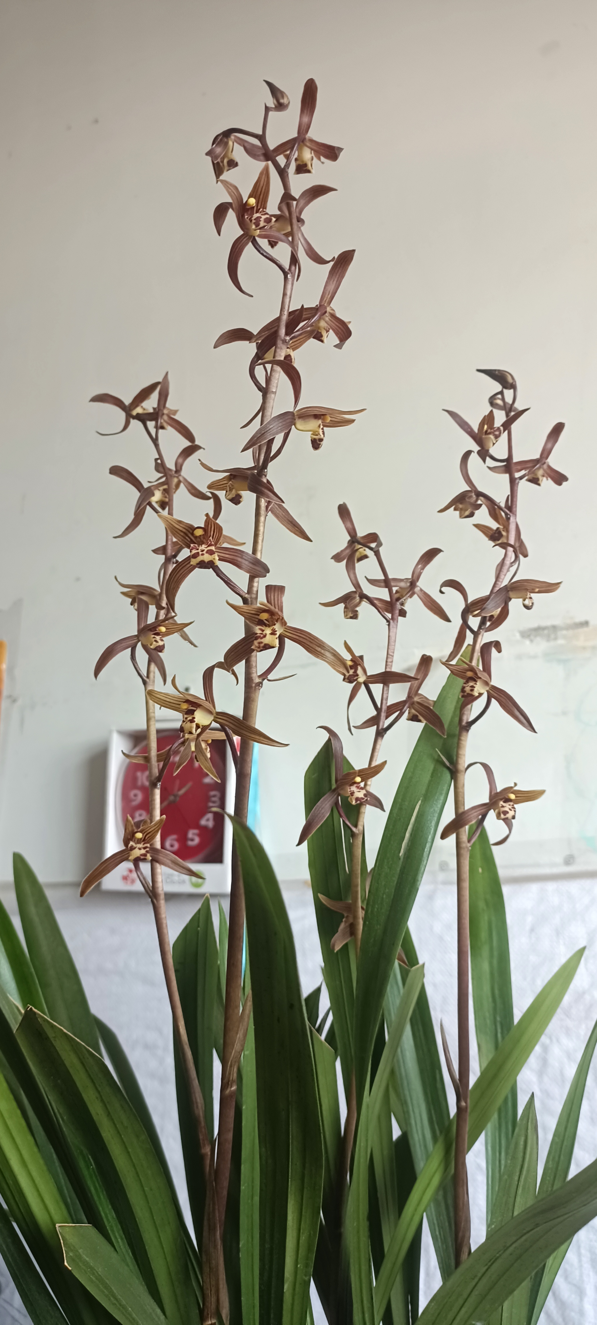 的老芦头没舍得扔,发的芽还是挺壮的,用的还是老植料,这是墨兰企黑,第