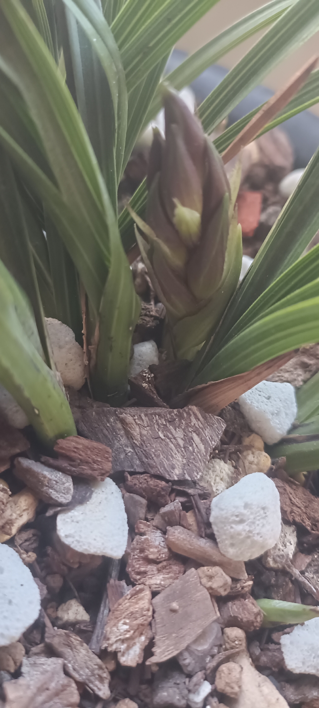 爬竿子蕙兰蝶花花苞小排铃图片蕙兰小排铃判断花型蕙兰传奇拔杆长啥样