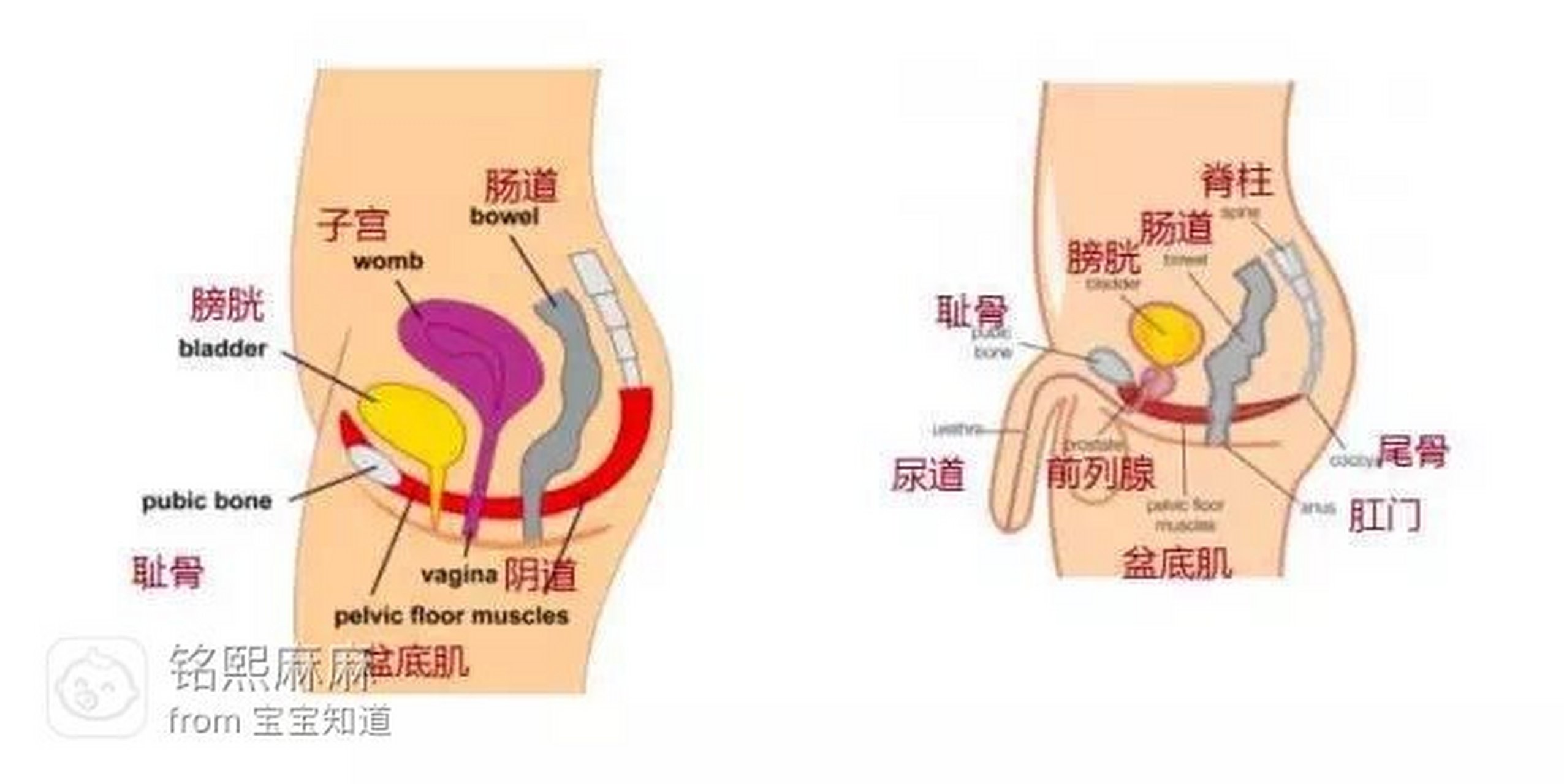 女性的盆底主要是由封闭骨盆出口的肌肉和筋膜组成的,就像吊床一样