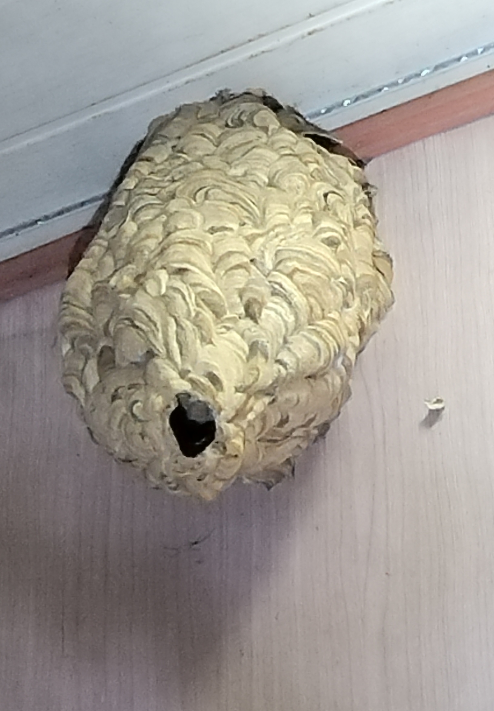 谁认识这土蜂窝