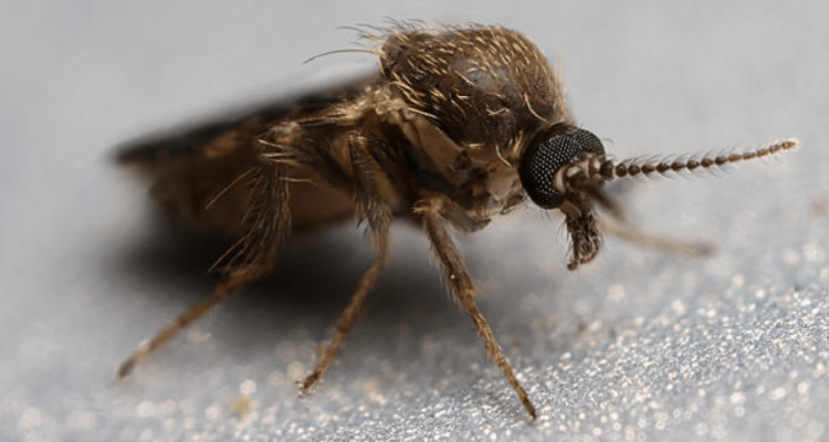 这是蜢,在草上的叫草蜢,在土里的叫土蜢.