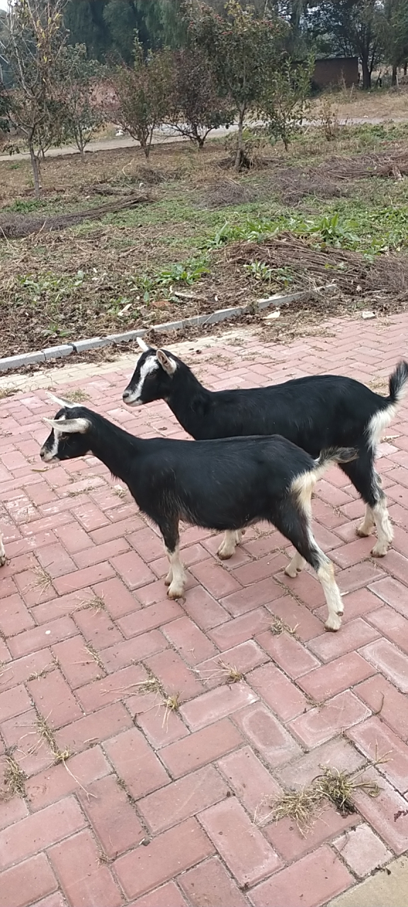 精品吐根堡奶山羊饲养人