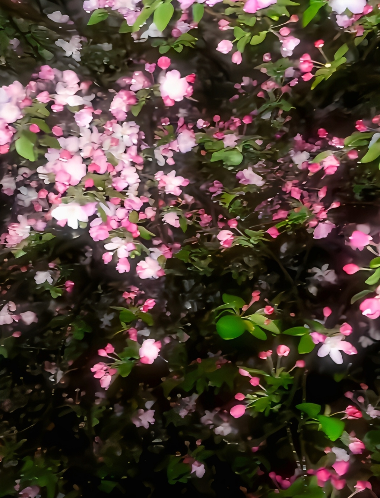 雨夜花花雨夜夜里花儿图片