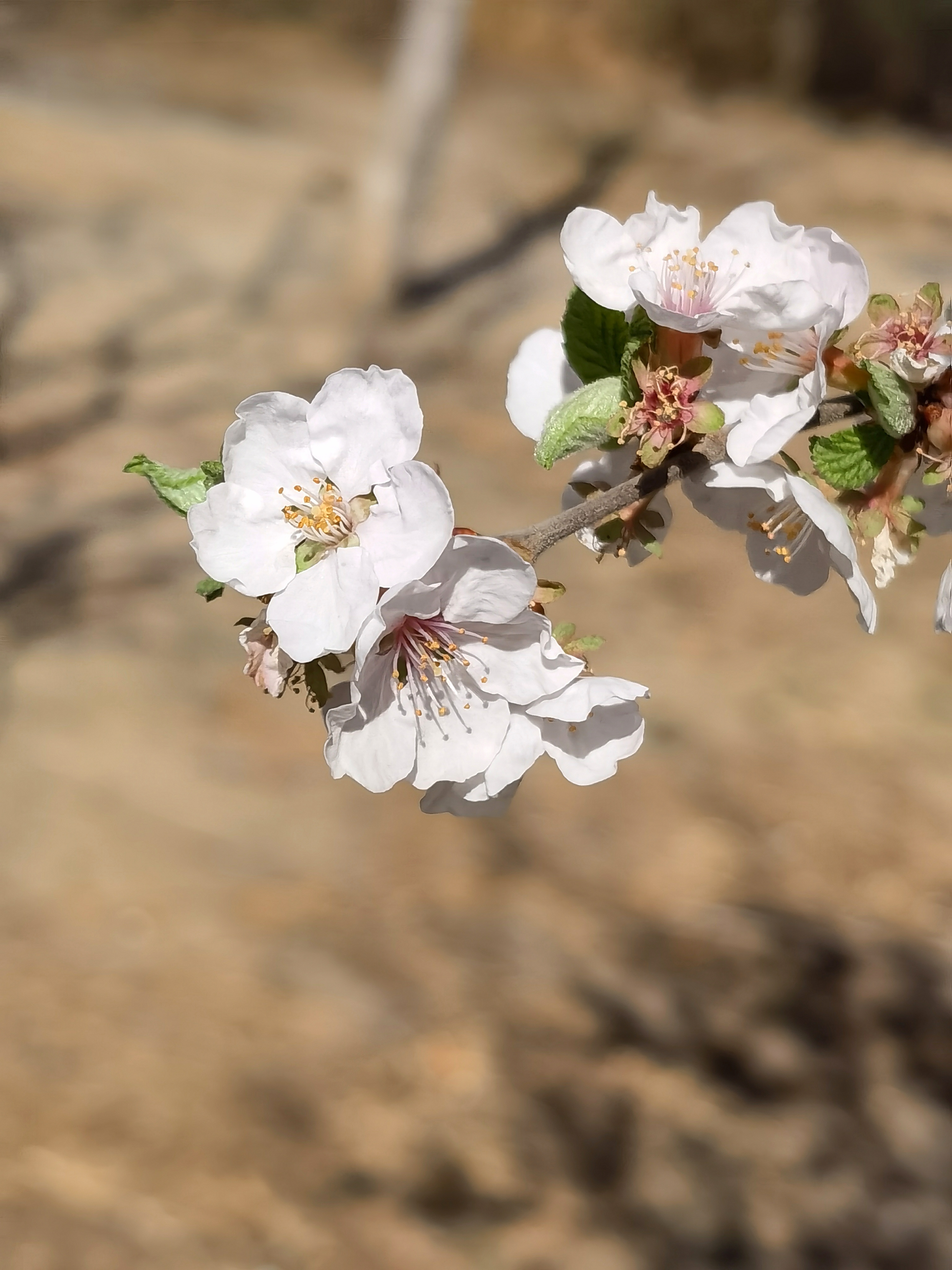 春花春草又春盘 春朝春日复春眠 春春满酒共春风 春春无字诉春笺