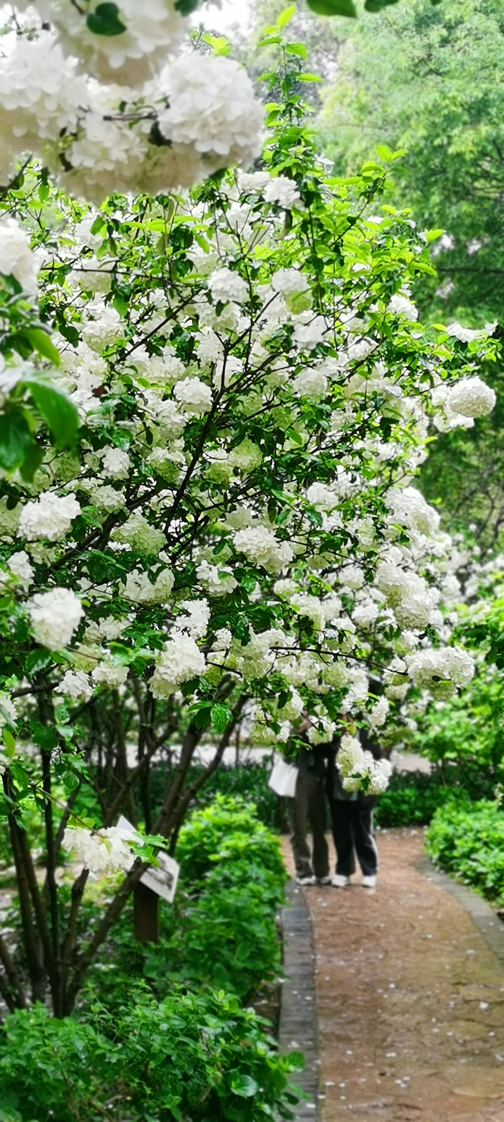 扬州市花琼花照片图片