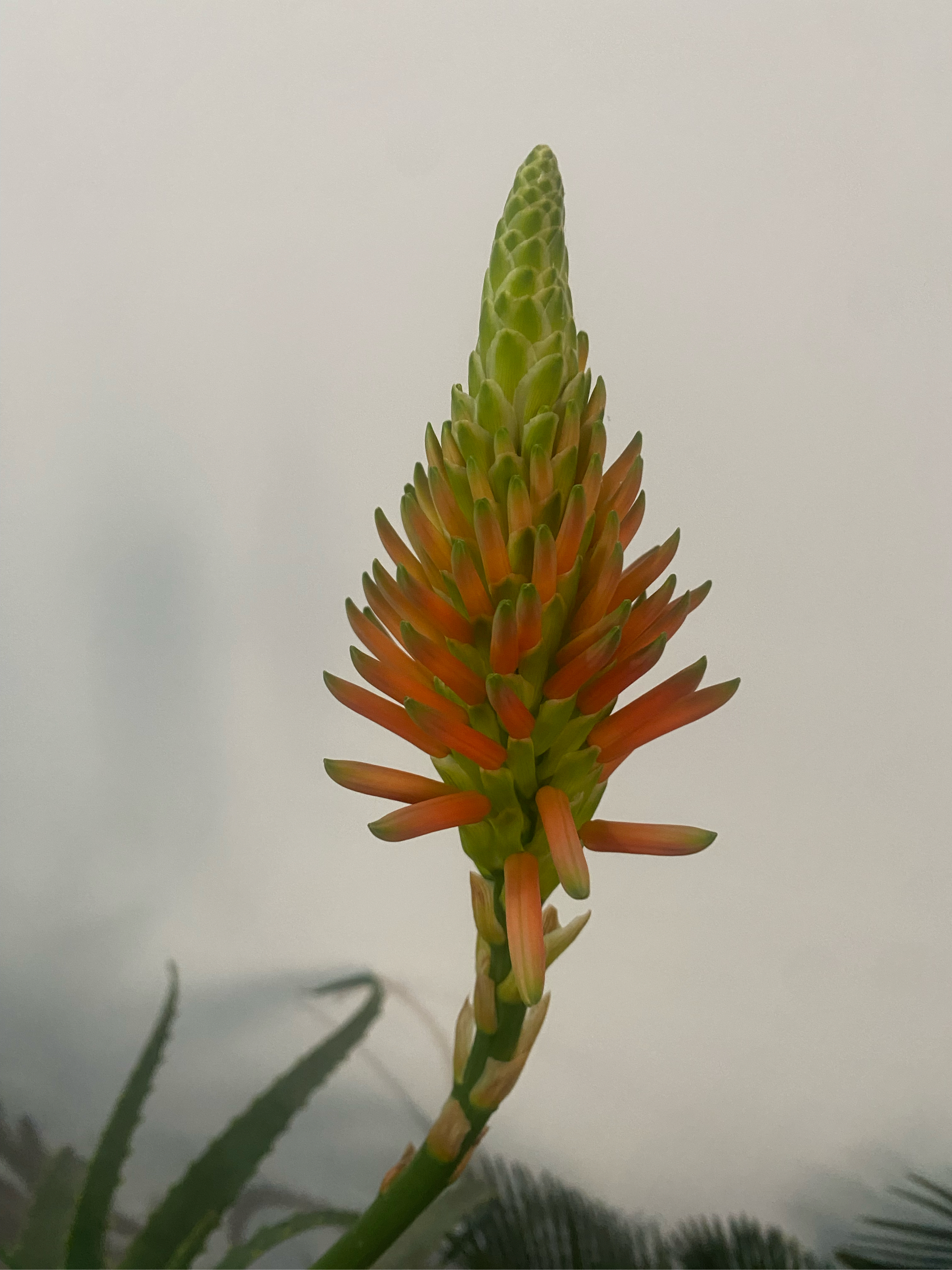 洋芦荟开花图片图片