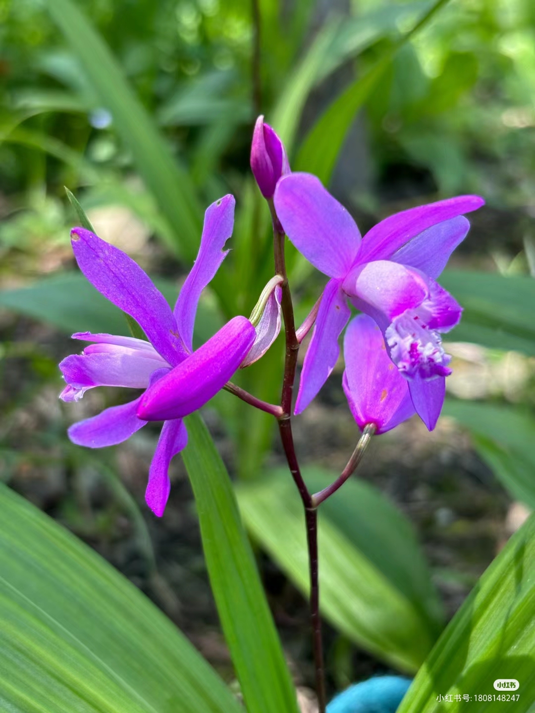 紫色白芨图片