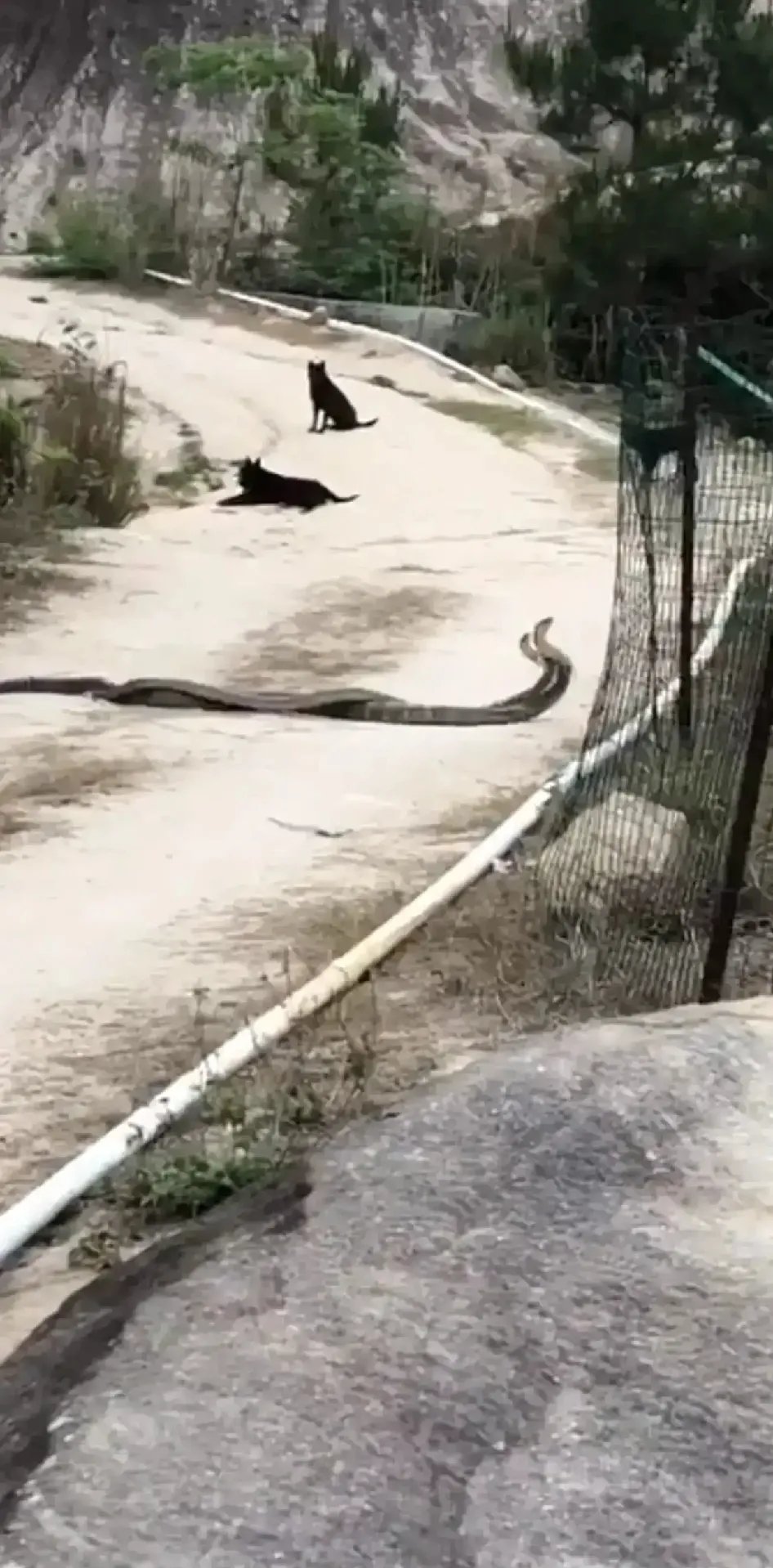 一名村民行走在小路上,忽然发现两条巨大的黑蛇横亘于道路中央,几乎