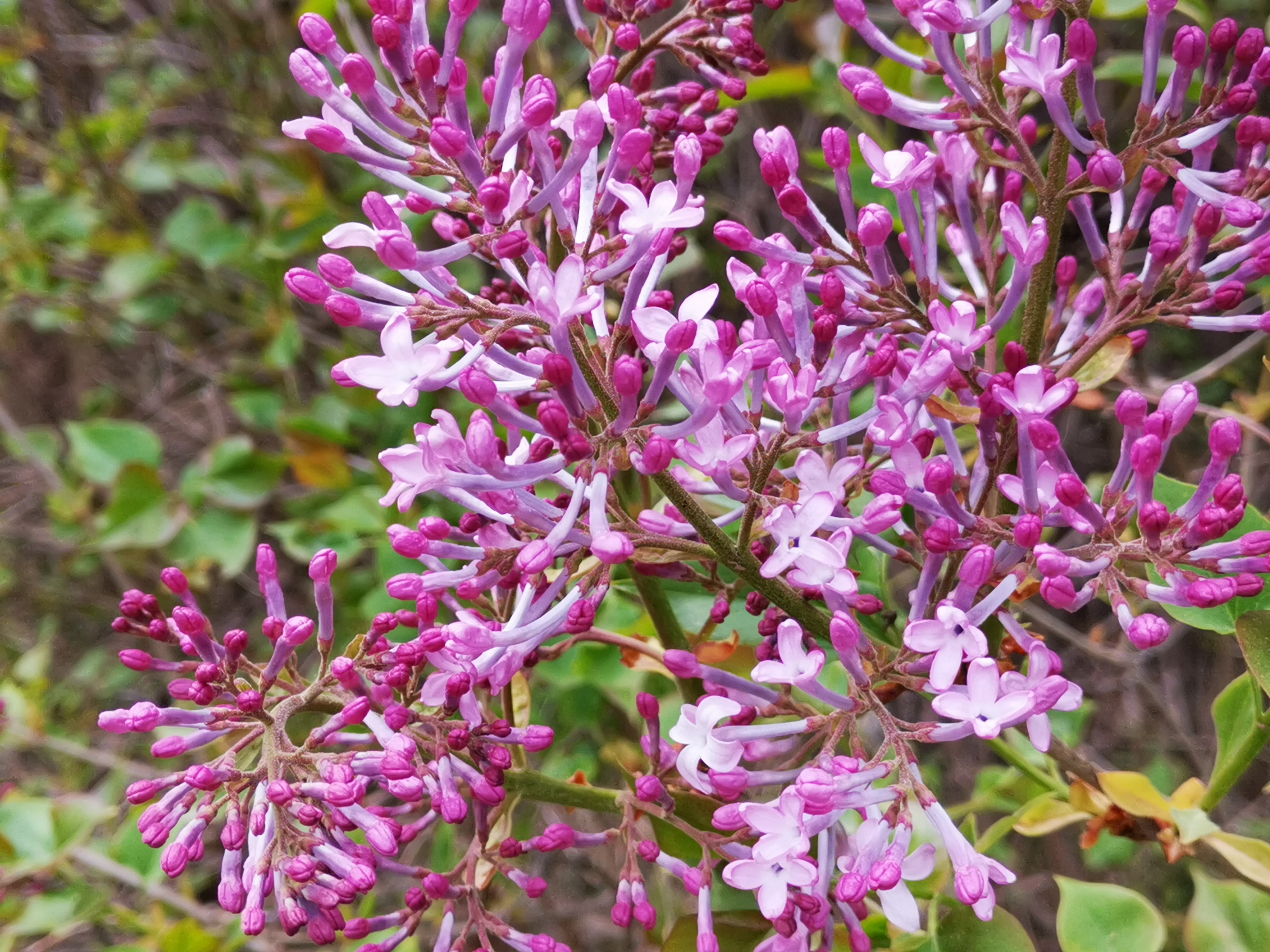 丁香花花瓣的形状图片