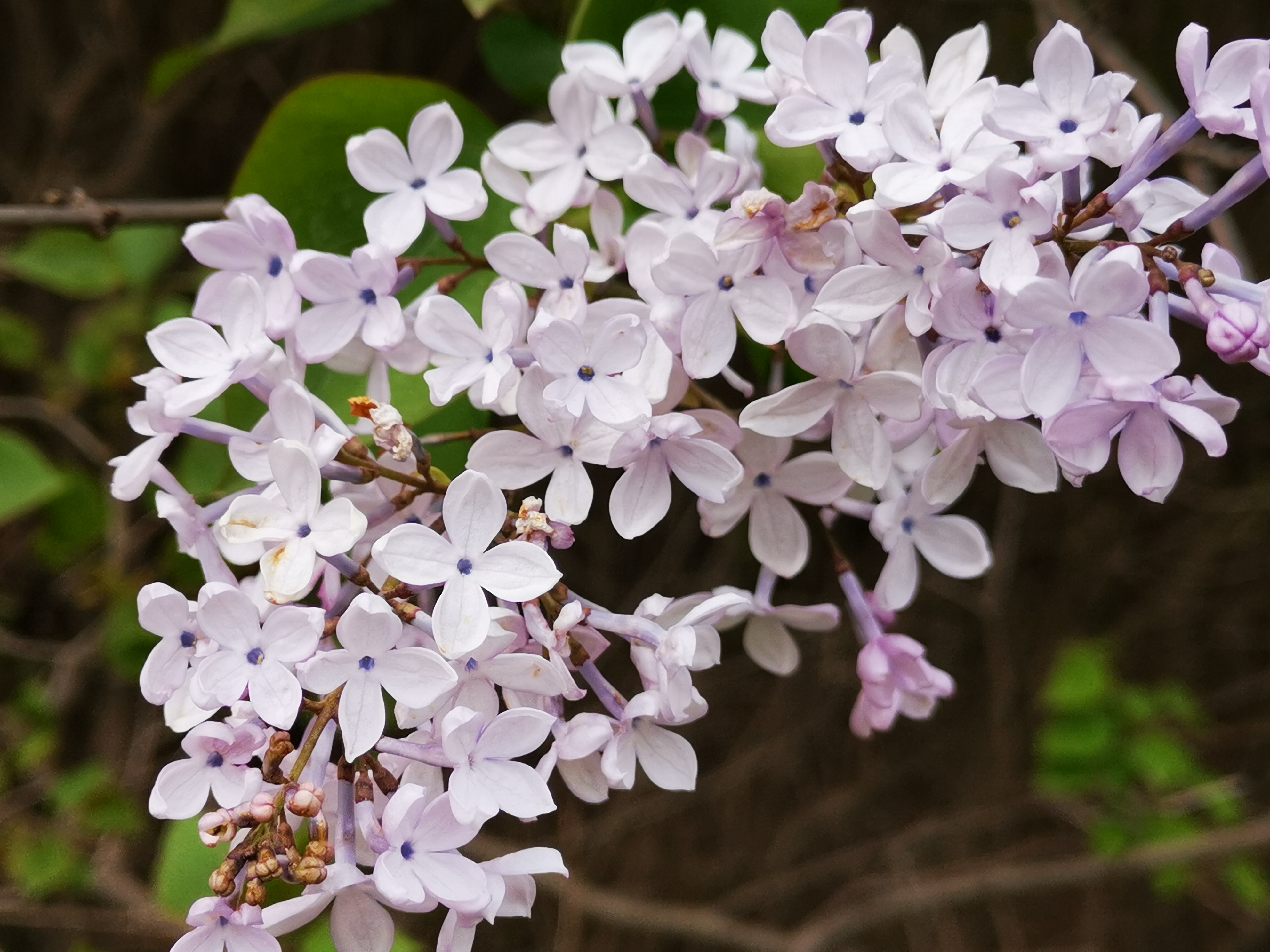 丁香花花瓣的形状图片