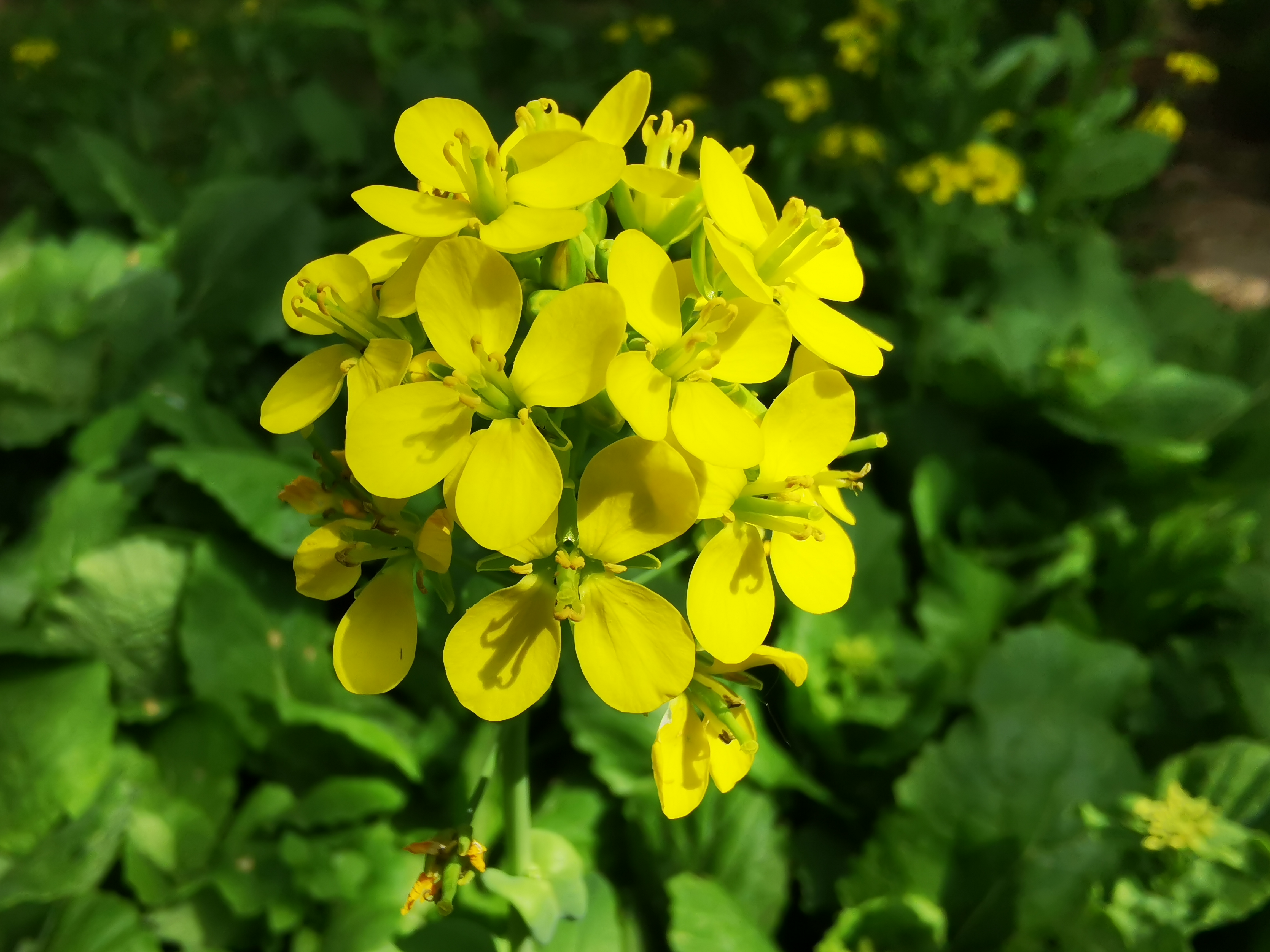 叠翠流金,明艳动人