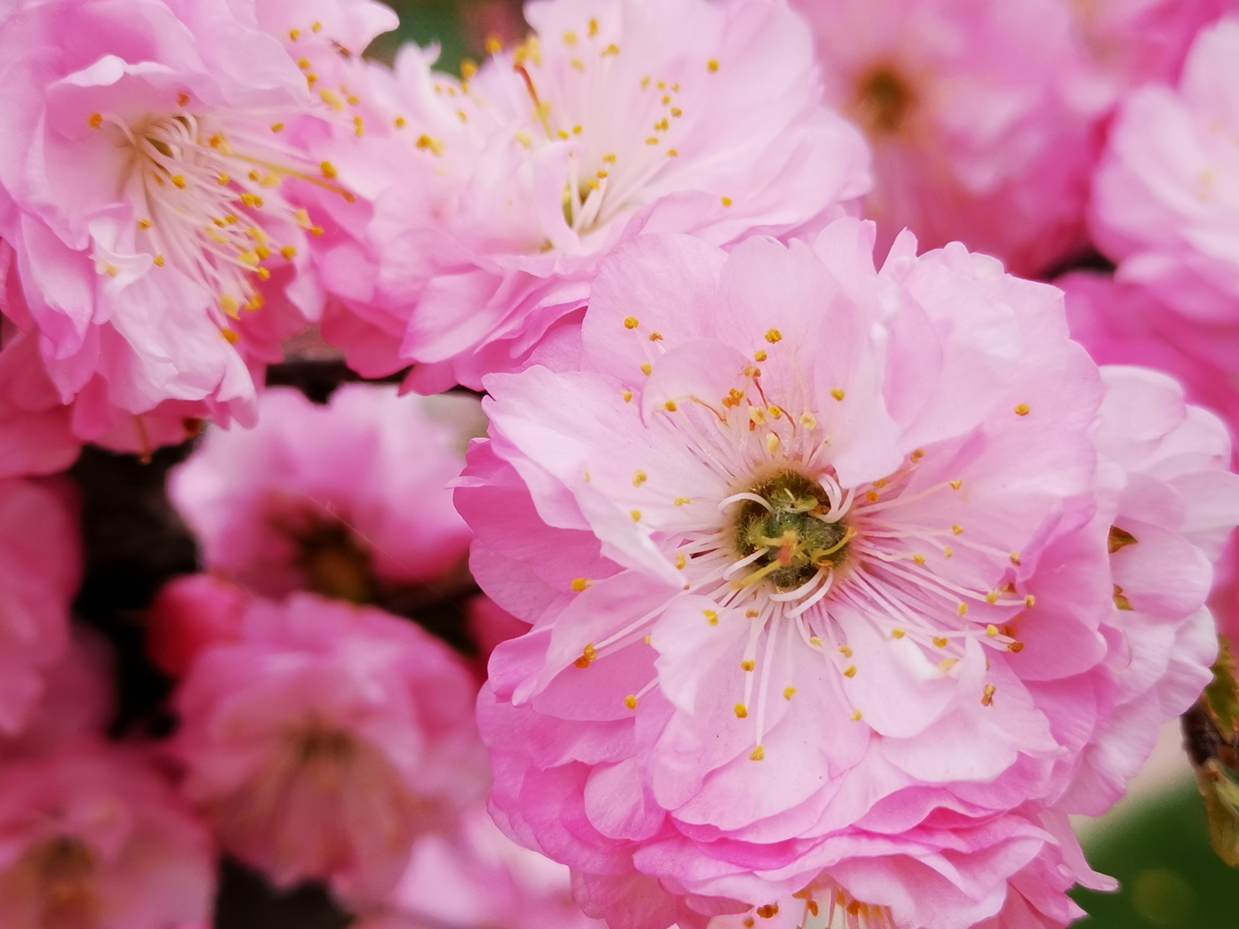 樱花之舞 樱花盛开,如霞似锦,似梦似幻.