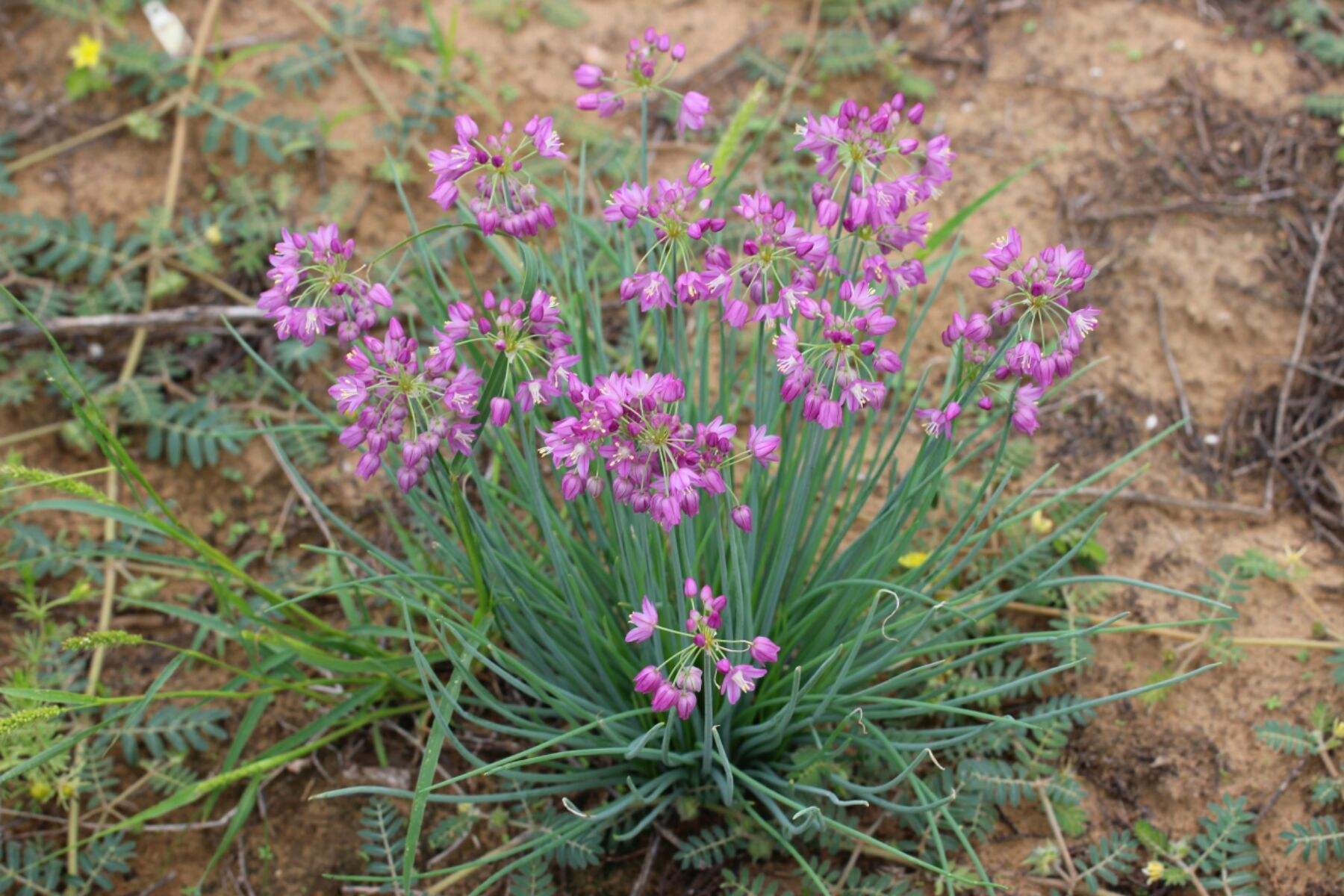 蒙古韭(学名:allium mongolicum regel),俗名沙葱,是百合科葱属植物.
