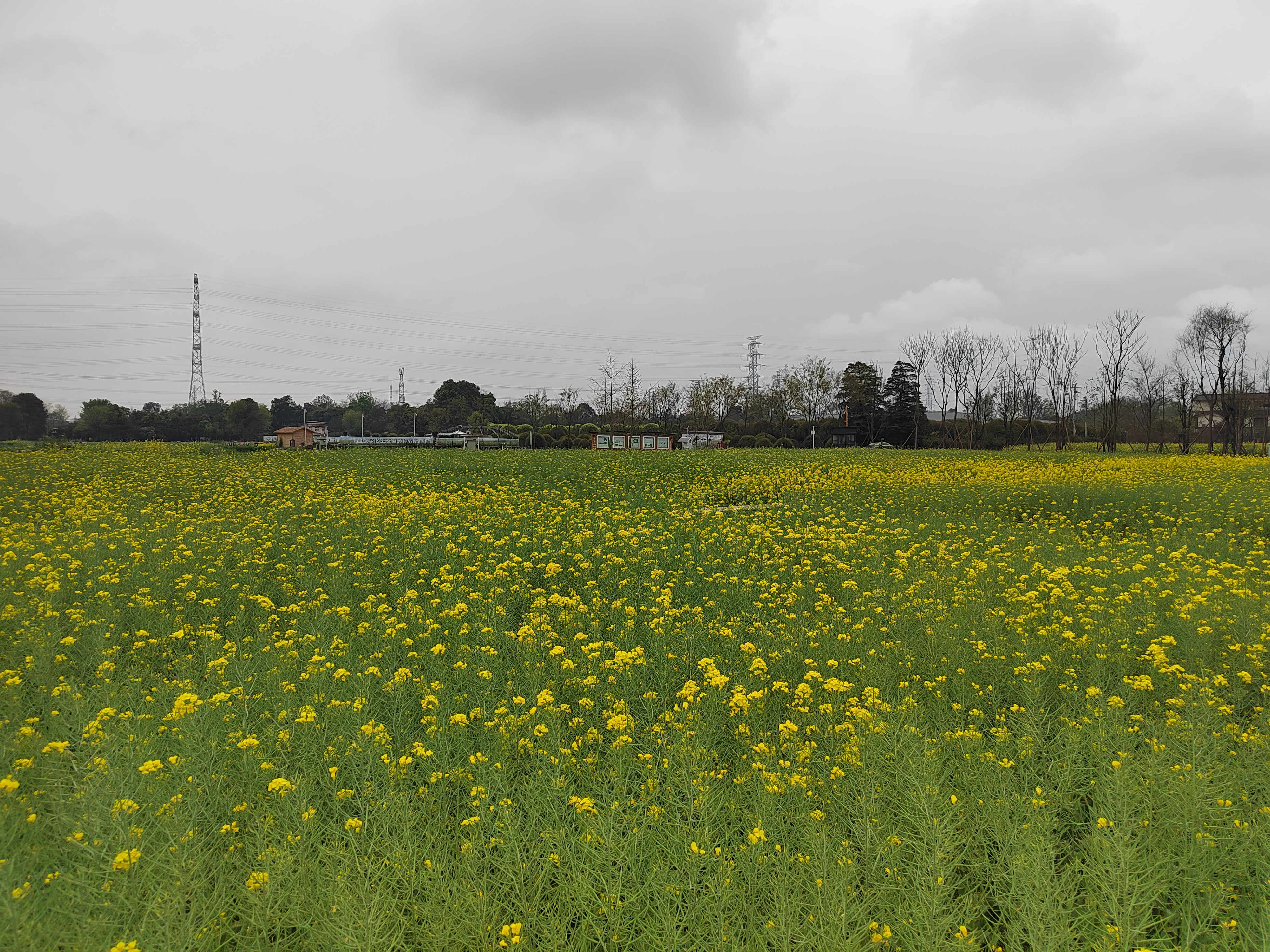 郫都区东林艺术村(一)