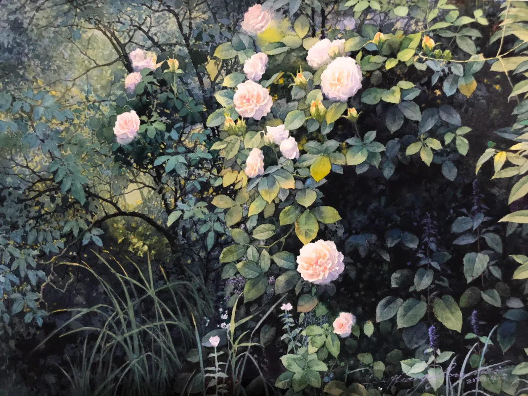 分享黄有维水彩玫瑰花