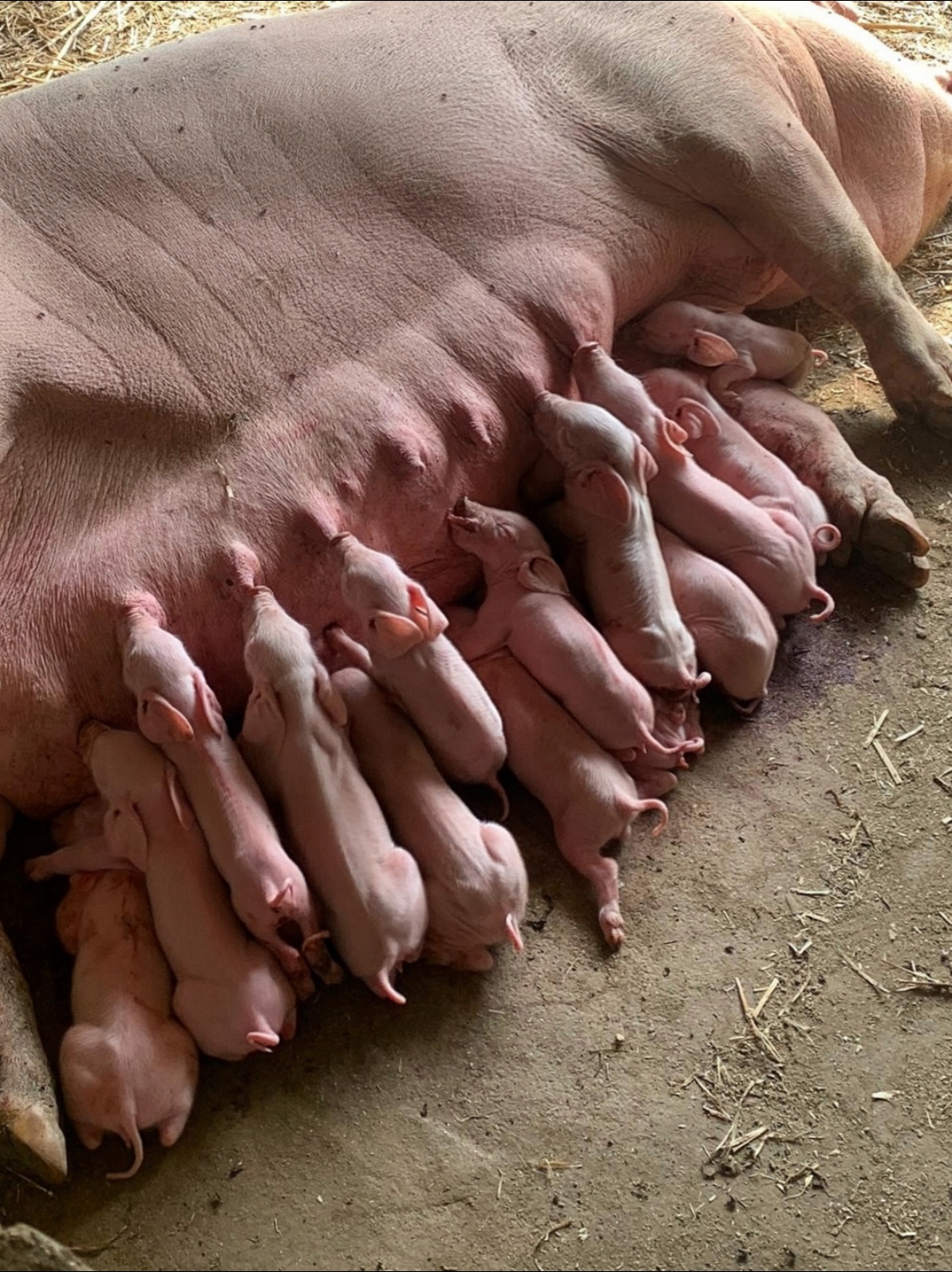 这个猪崽崽一窝是这么多的话,那母猪猪一年的话就能生三次,我养10头