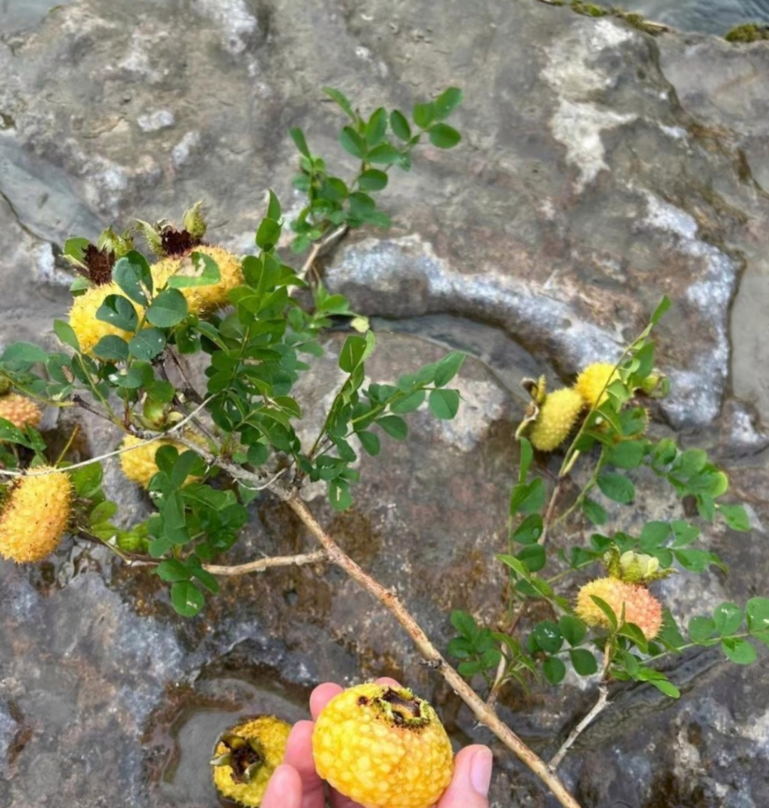 这种野生果子长在石头里面,还身上带着很多刺,这种果子叫啥来着?