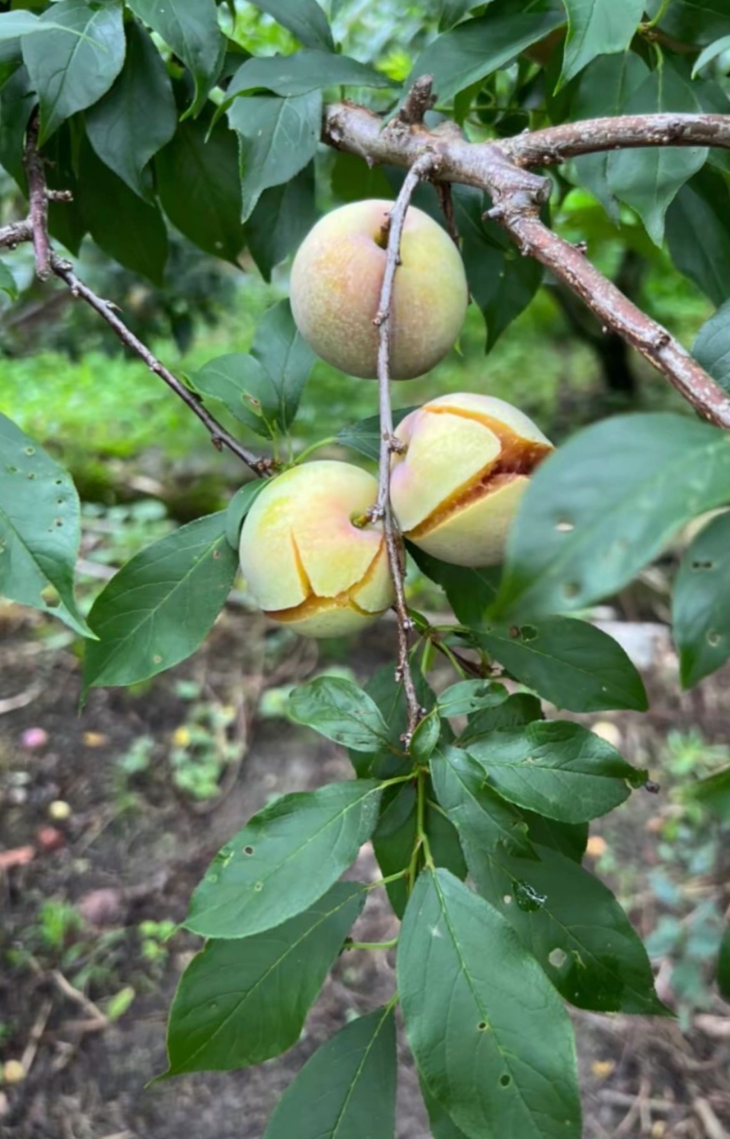 这样子的野生李子才是最好吃的,水分太多然后就解开了,呈现在虫子还没
