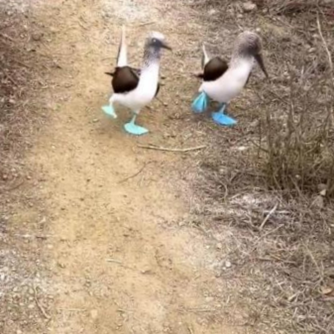 像不像奔波霸霸波奔,或者是像西游记里面那个巡山的小旋风,真不知道这