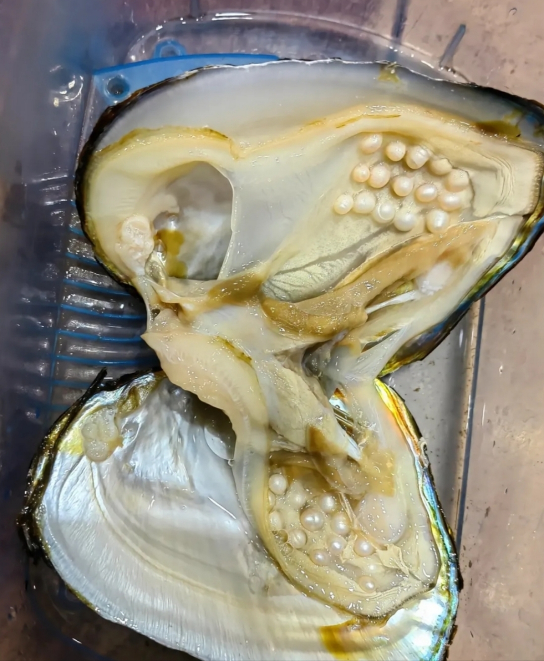 好像外面有好多人工饲养的珍珠贝壳,也不知道能不能这么多?