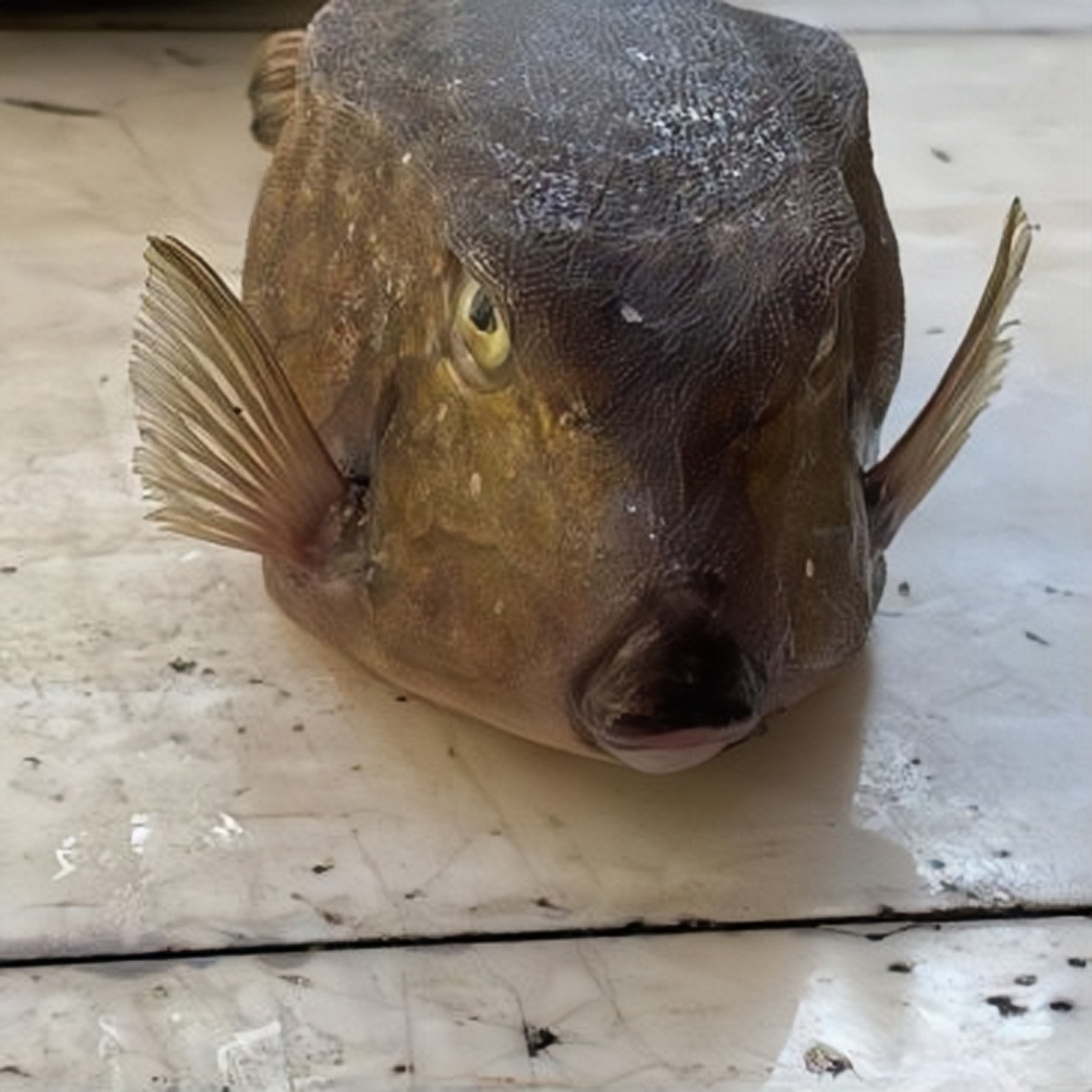 这什么鱼怎么长得这么丑,看起来目光呆呆的,这么丑的鱼肯定不好吃,也