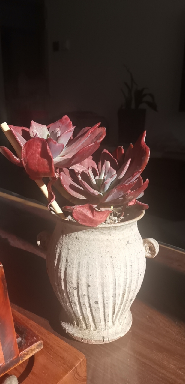 阳光下的多肉 美丽的多肉钻石锦