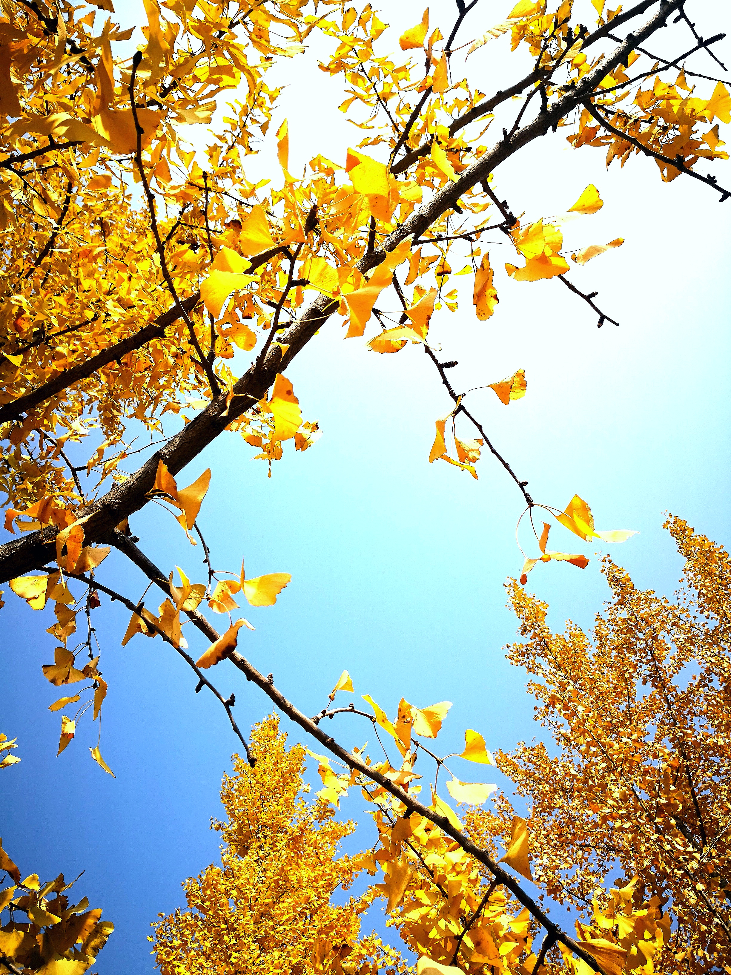 天道酬勤,扛得住涅槃之痛,才配得上重生之美.