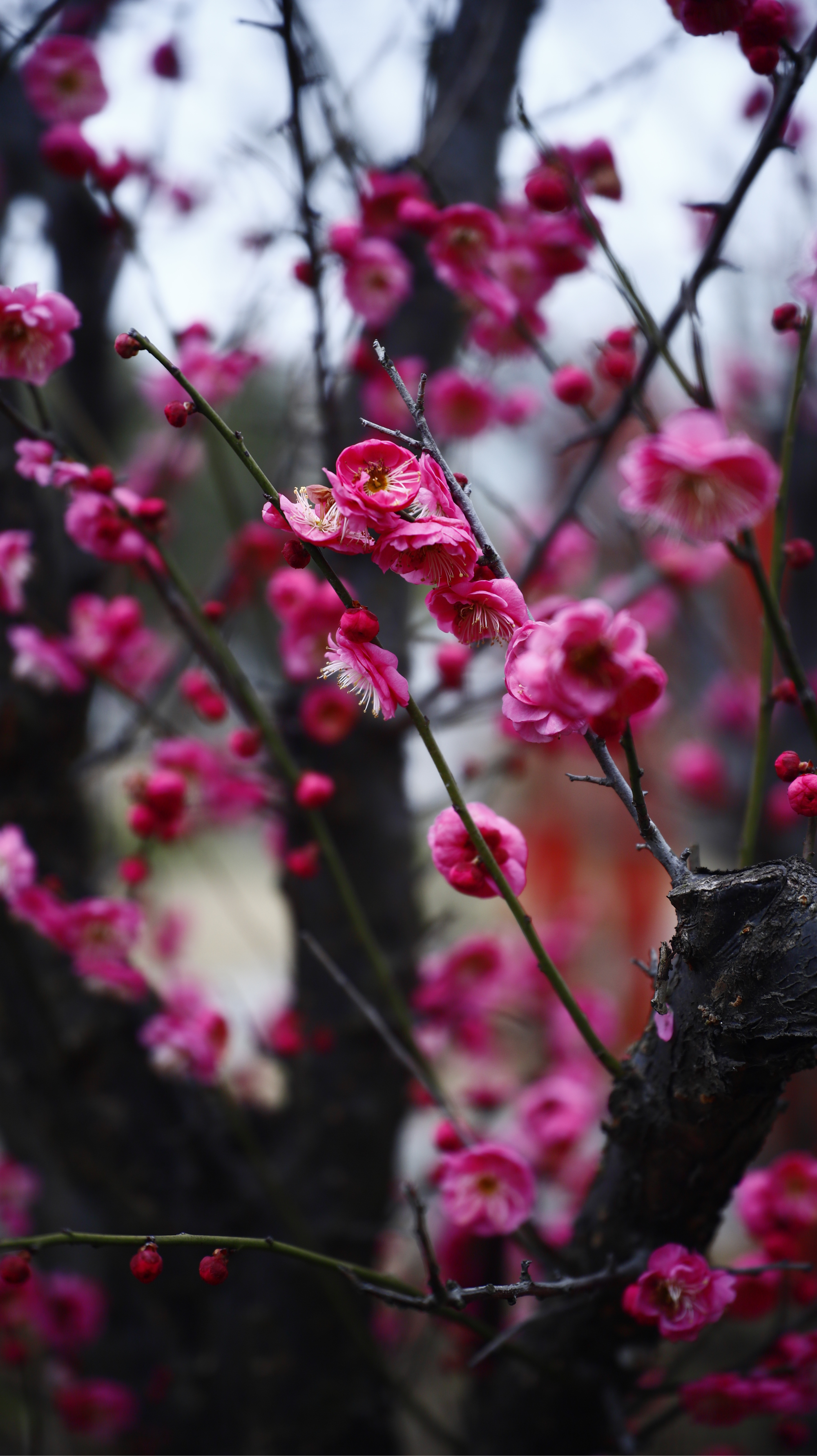 梅花的样子像什么图片