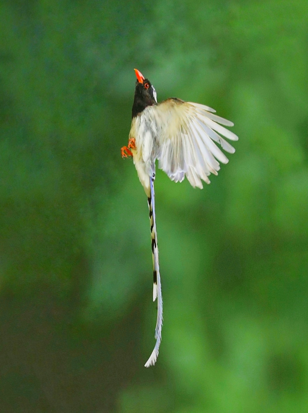 山西本地鸟 红嘴蓝鹊