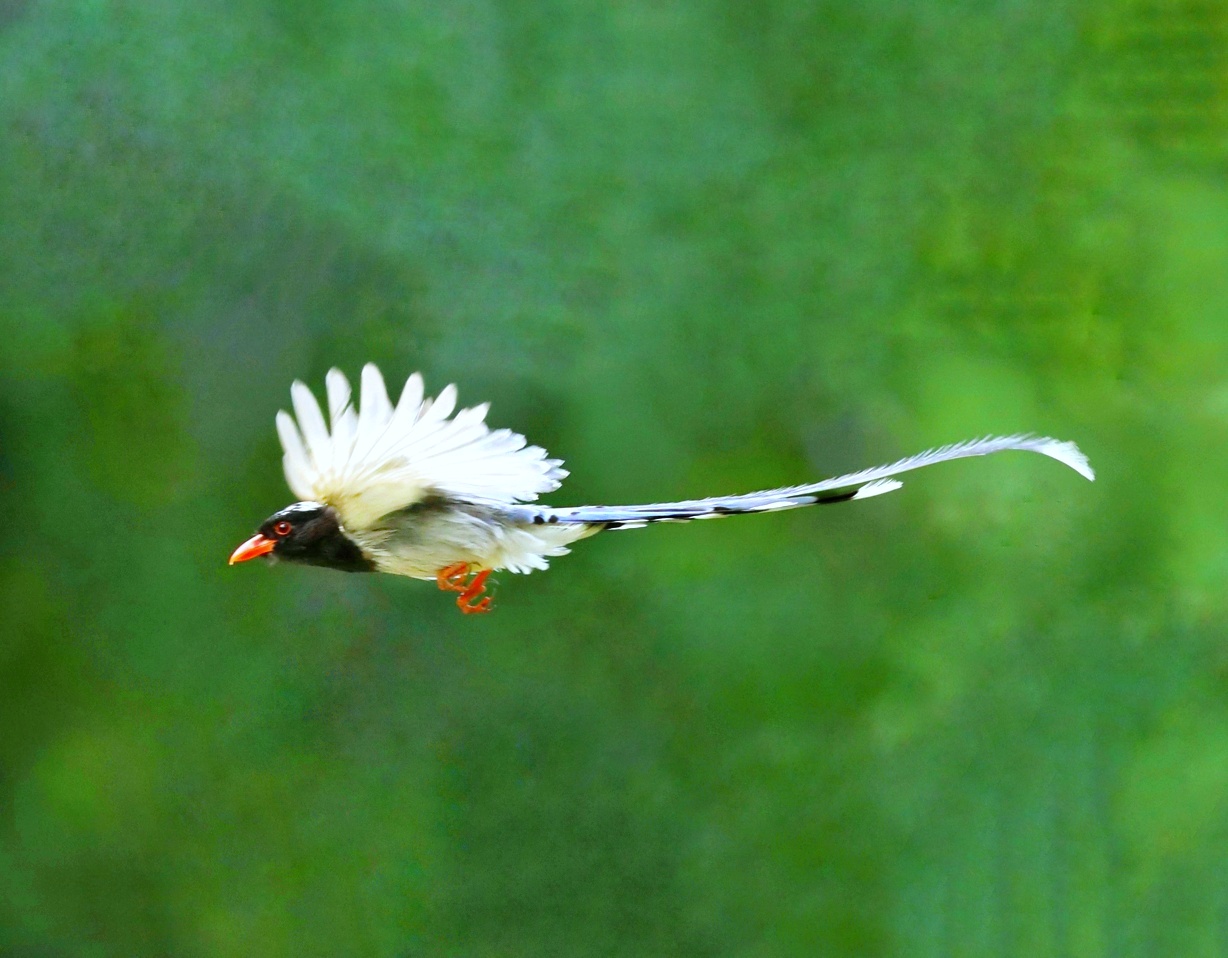 山西本地鸟 红嘴蓝鹊