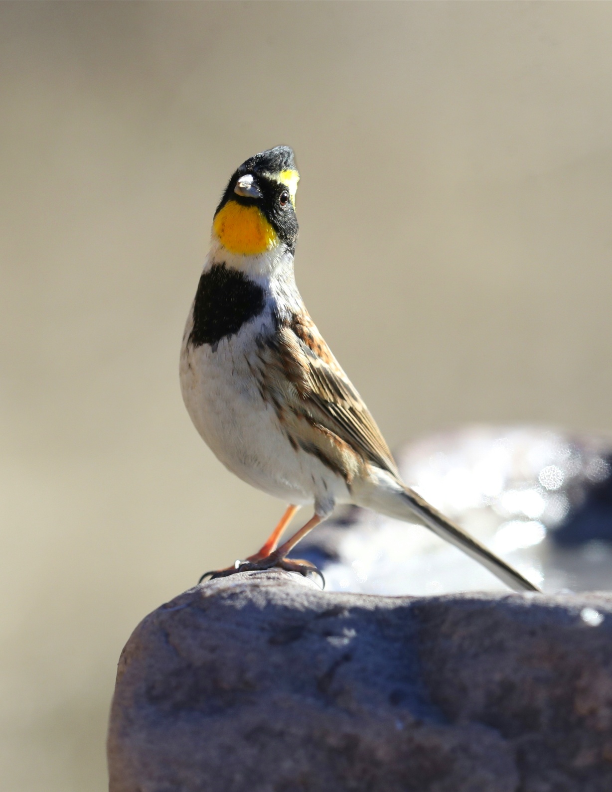 中国野生鸟类摄影 黄喉鹀