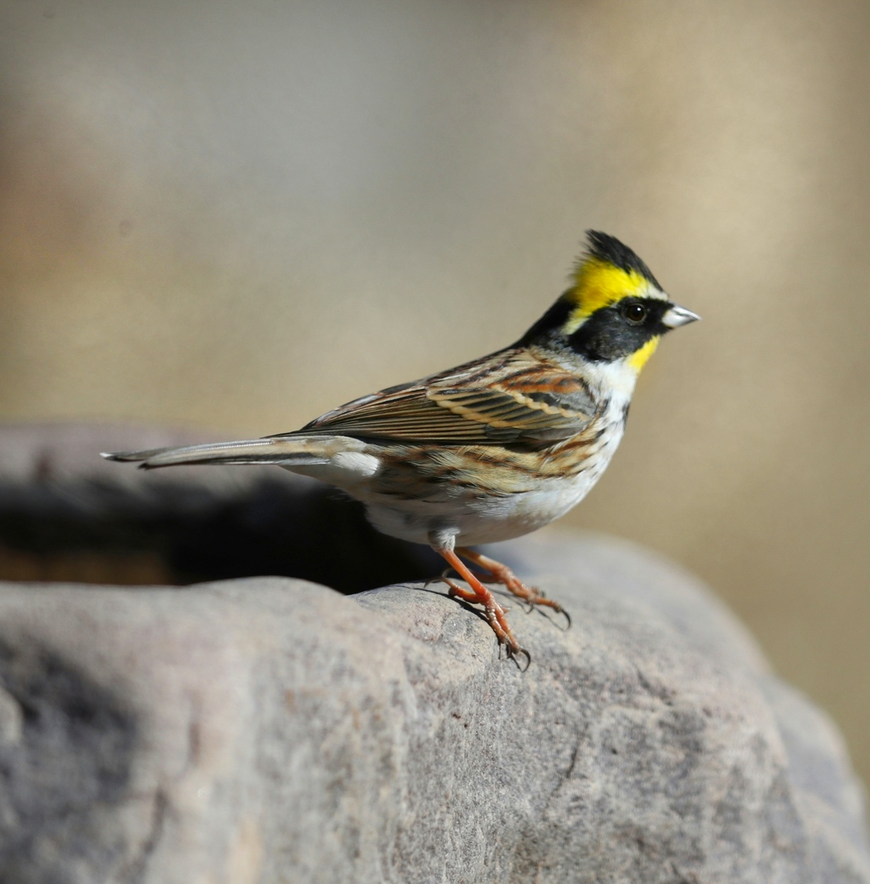 中国野生鸟类摄影 黄喉鹀