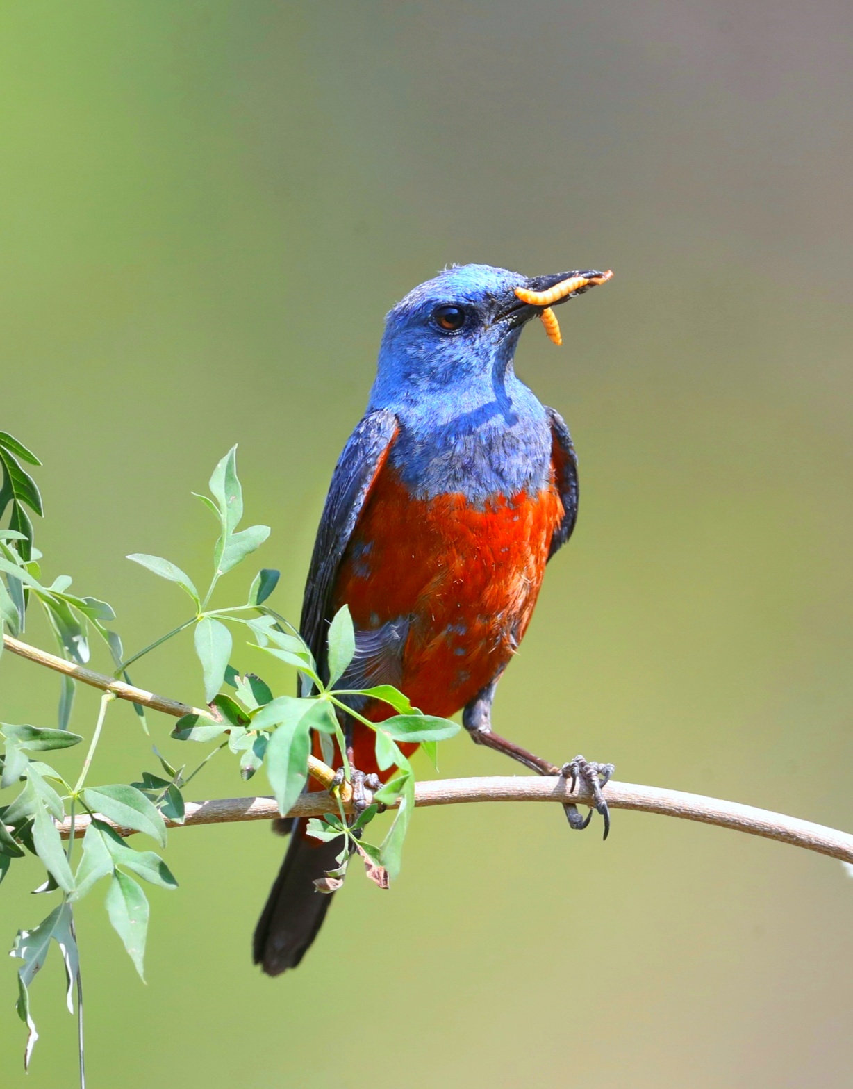 中国野生鸟类摄影 蓝矶鸫