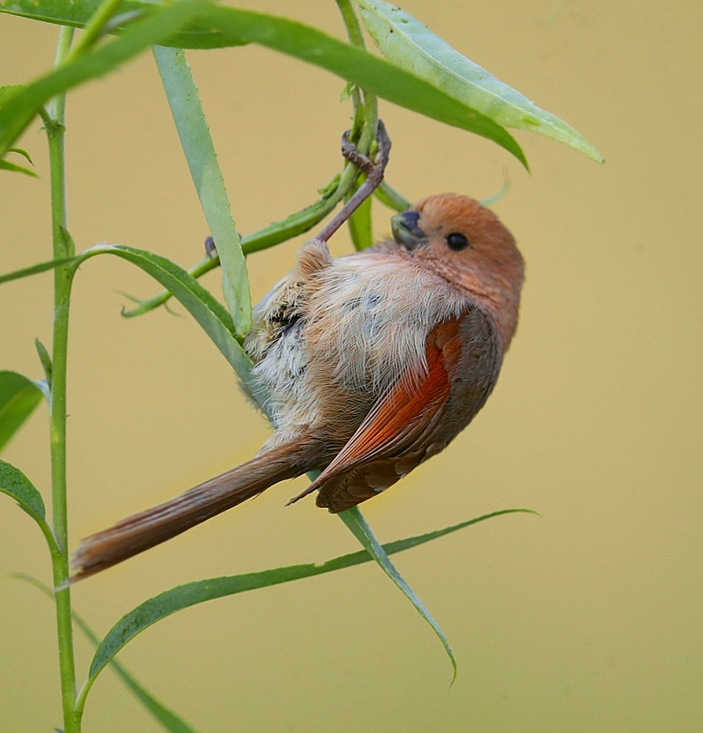 太原留鸟摄影 棕头鸦雀